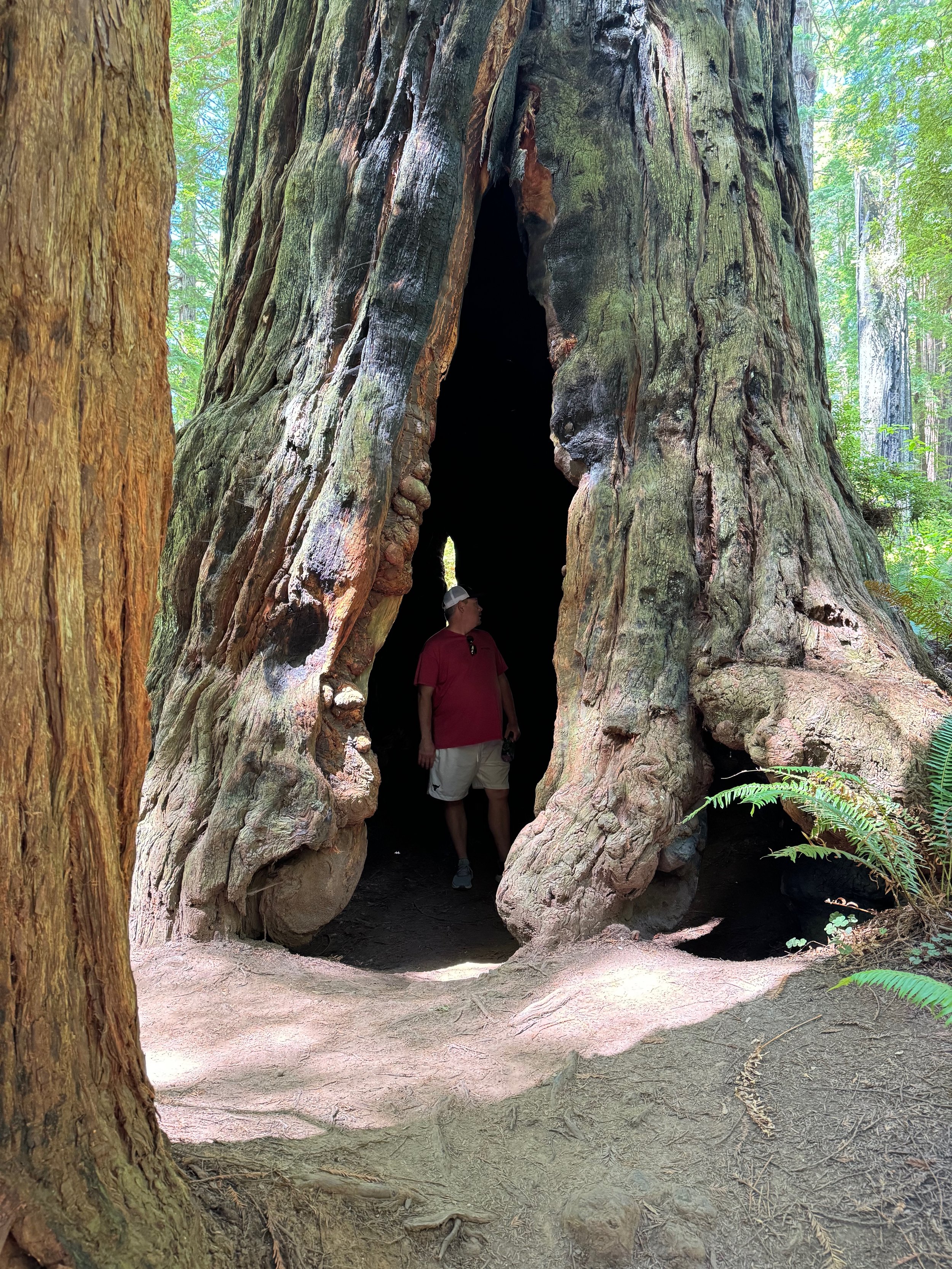 Yes! Charlie is standing inside the trunk of a giant tree! - Redwood National Forest - Elk Meadow - Trillium Falls Trail - Trinidad CA