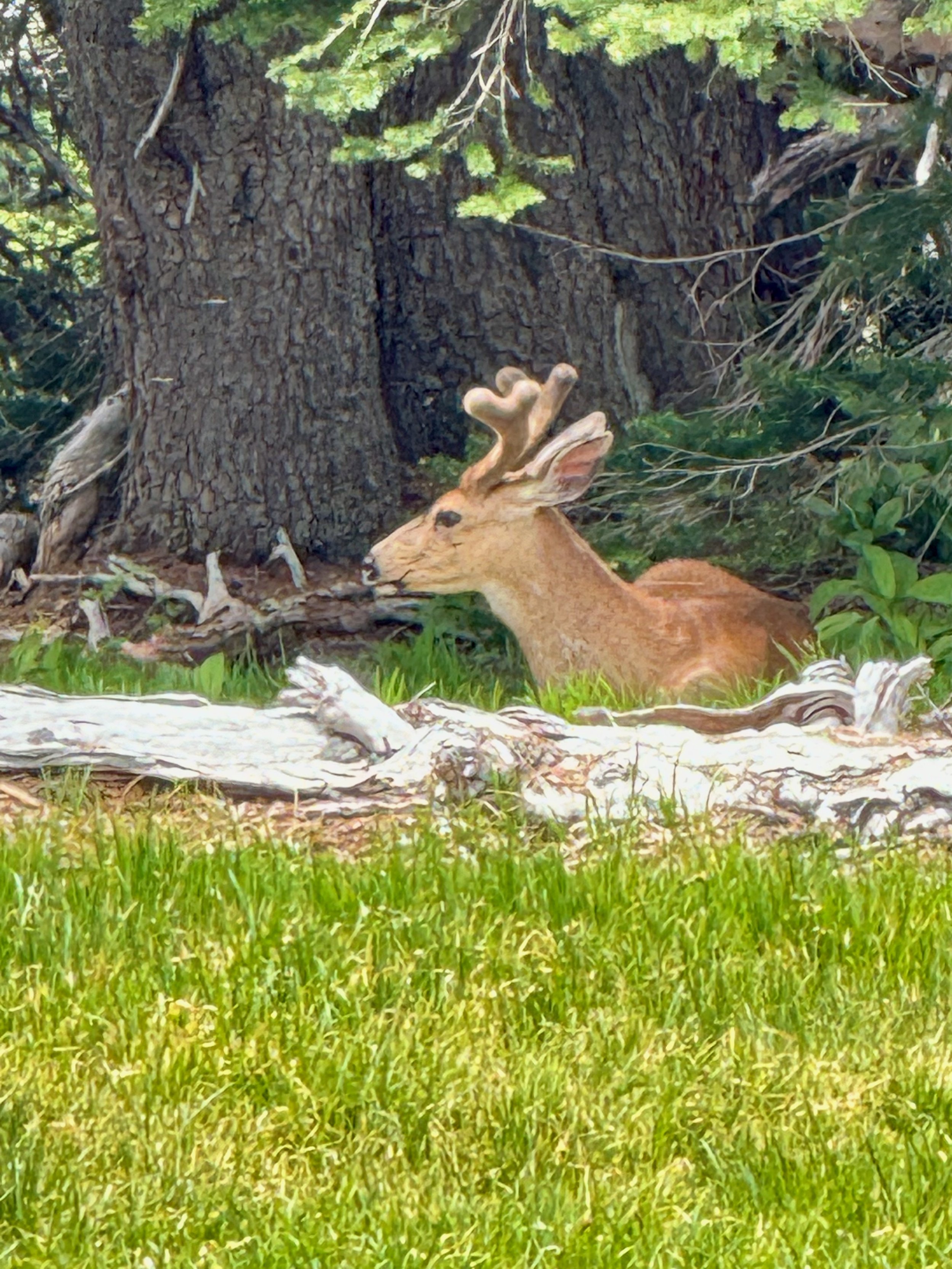 Zoomed in Pic of Blacktail Buck in Velvet - Hurricane Ridge Views - Olympic National Park