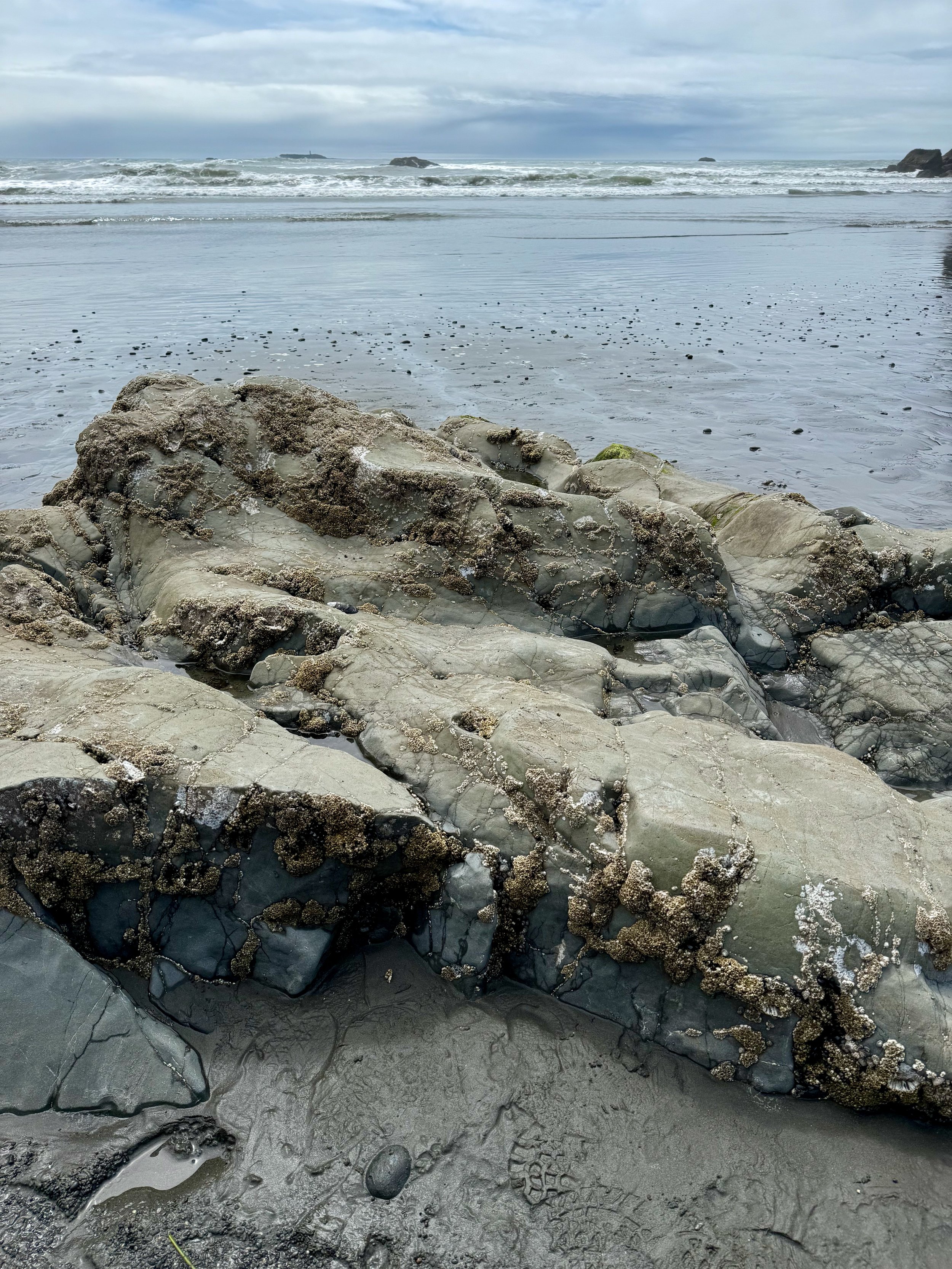 Barnacles - Ruby Beach - Olympic National Park - Washington Coast