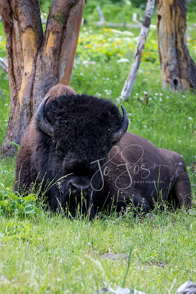 Yellowstone Bison 2 Branded.png