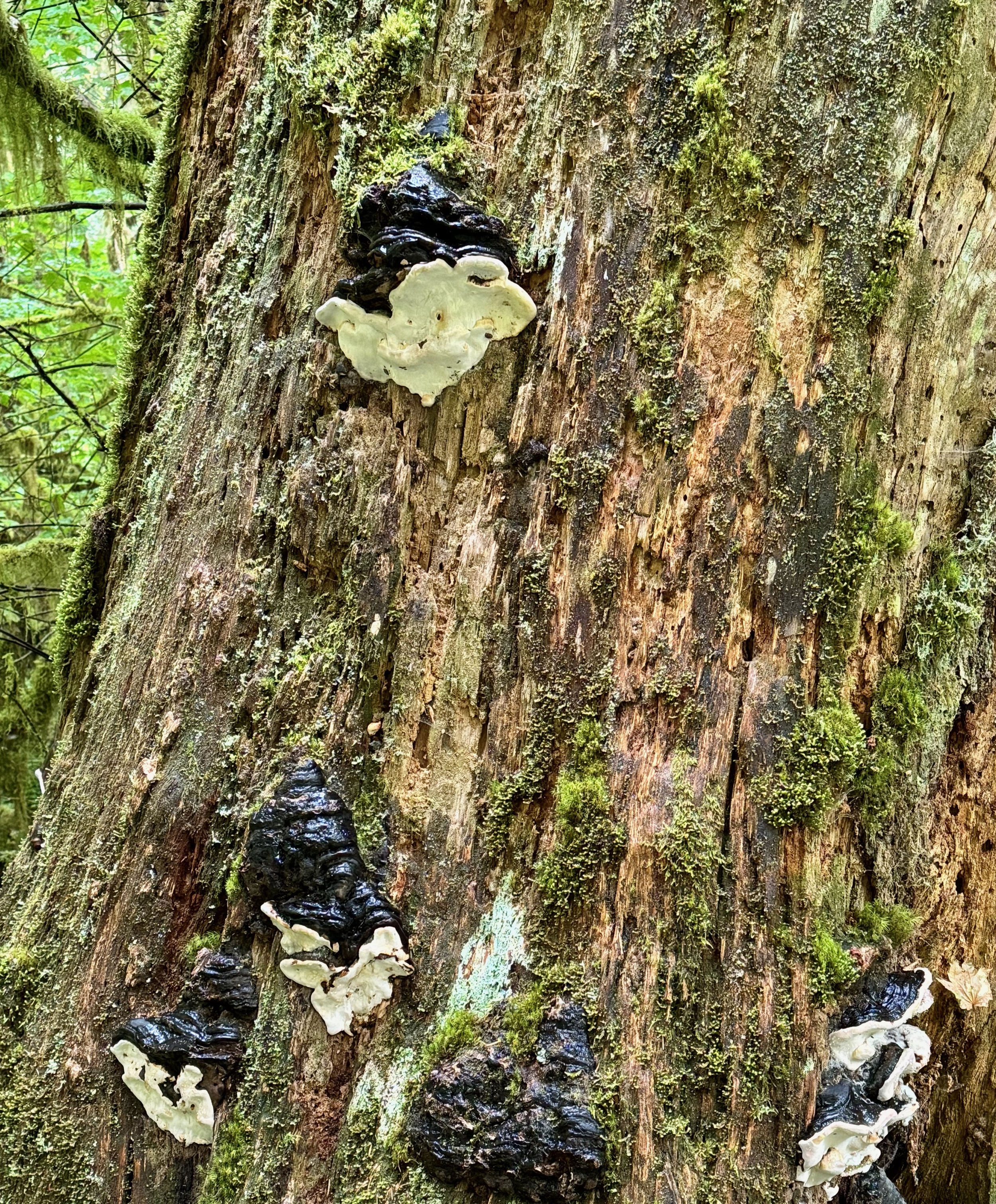 Fungus growing on a dying tree - Hoh Rainforest - Olympic NP - Washington State