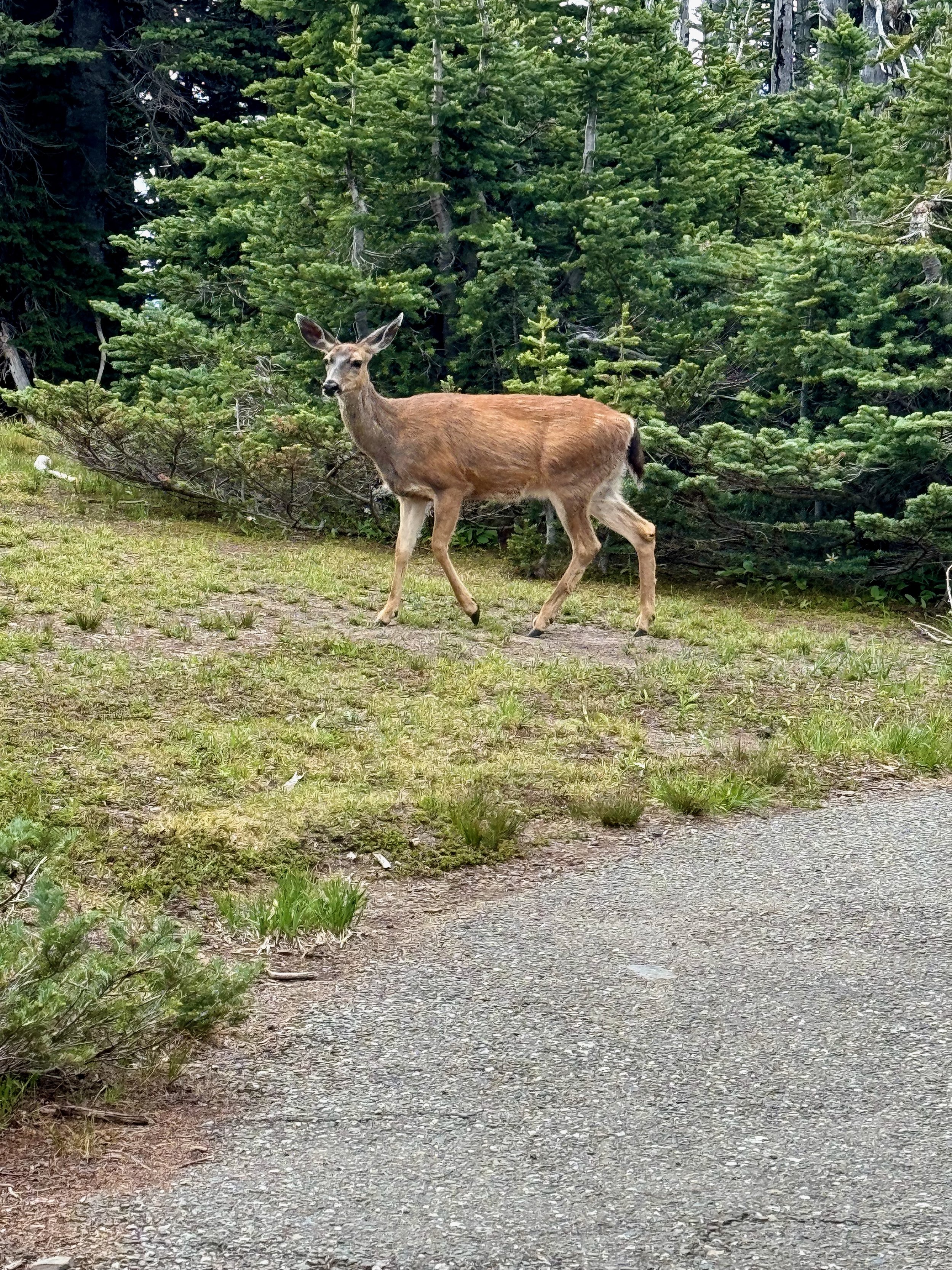 Blacktail Doe - Big Meadow Loop Trail - Hurricane Ridge Views - Olympic National Park