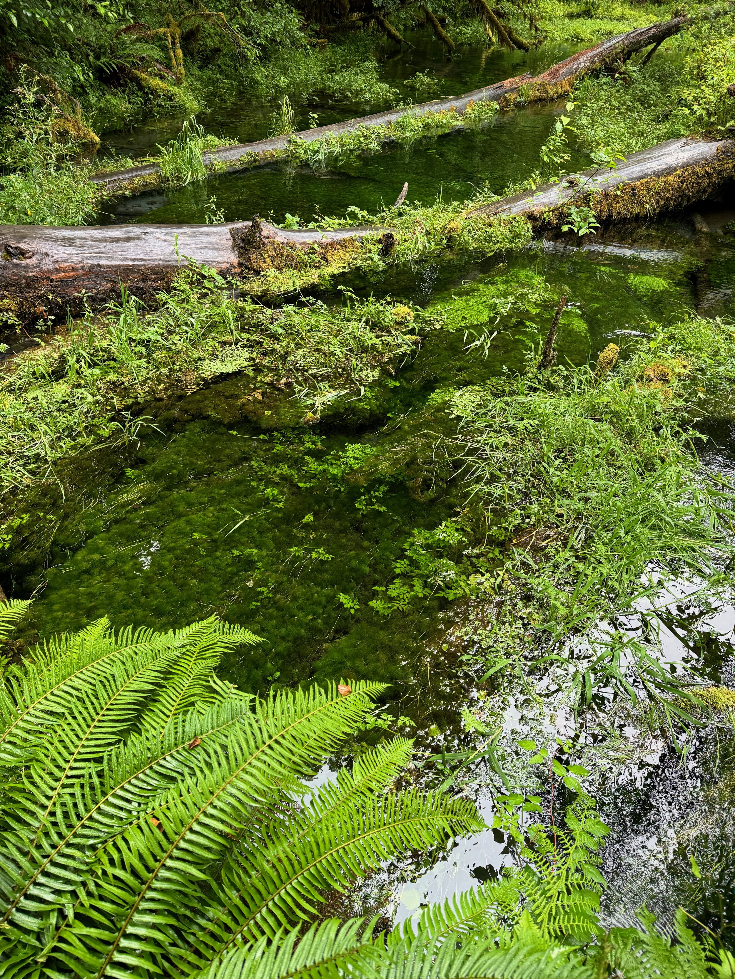 Mossy Creek at the Hoh Rainforest - Olympic NP - Washington State