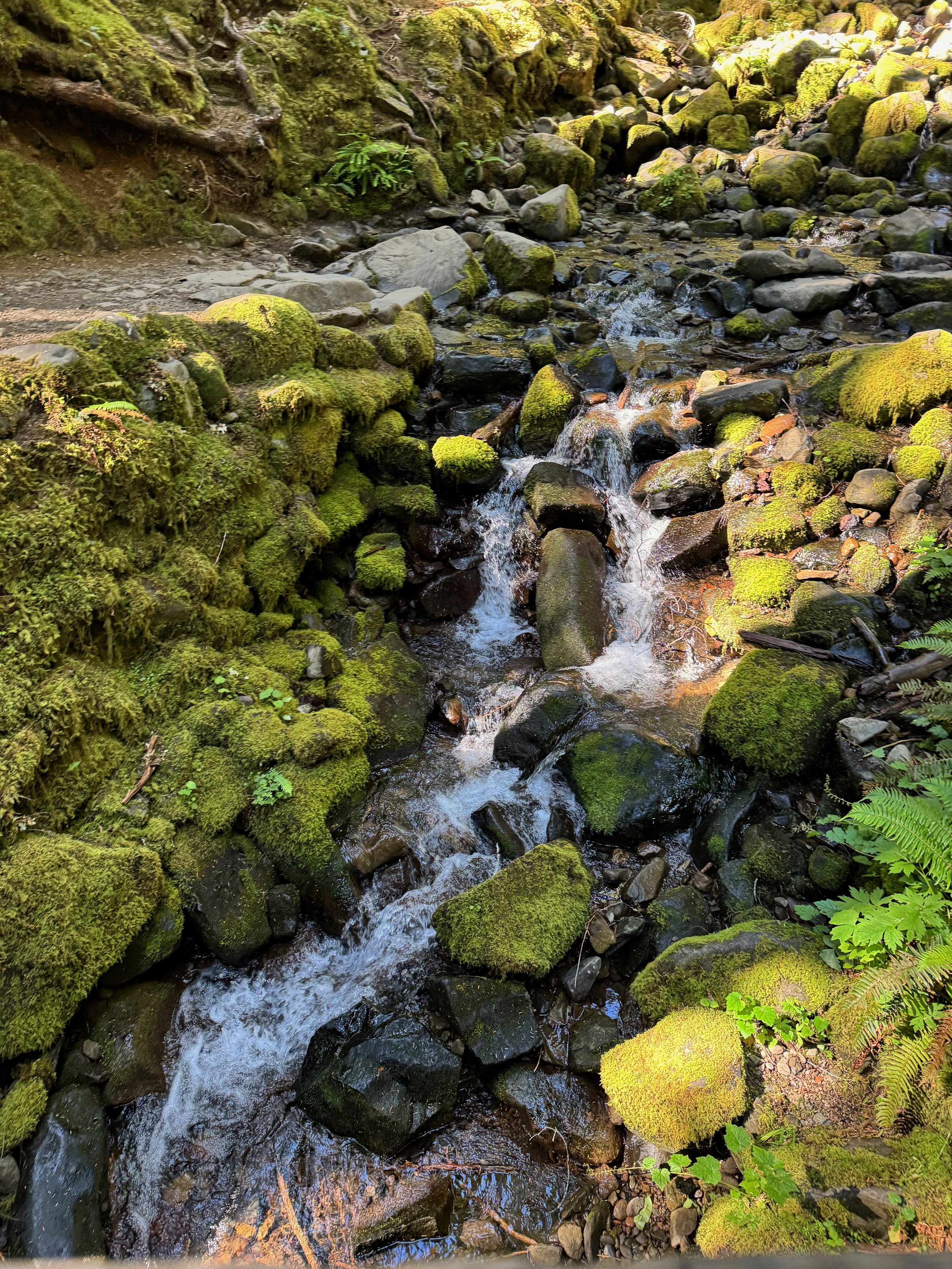 Sol Duc Falls Trail Views - Olympic National Park
