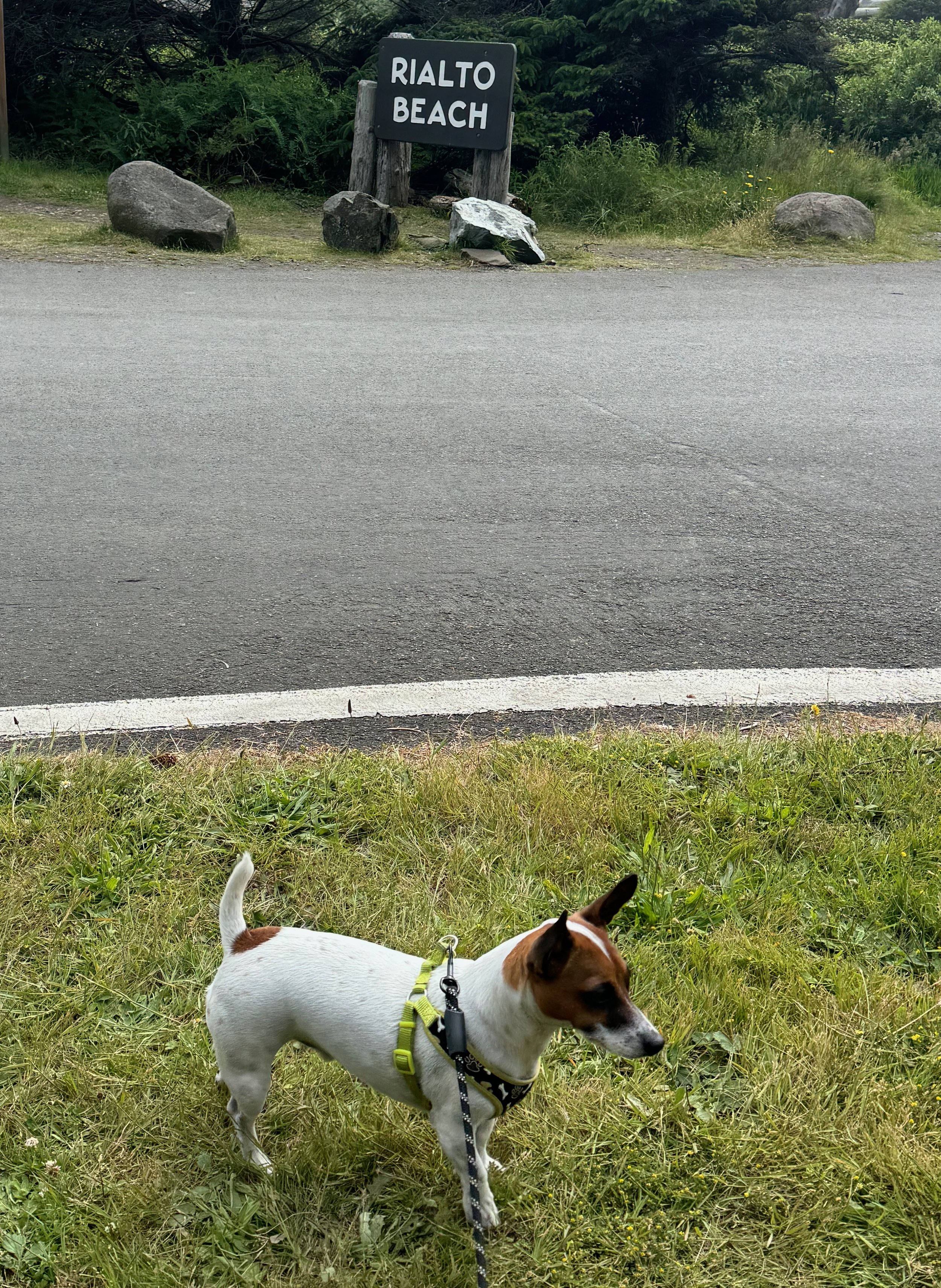 #travelingscout at Rialto Beach - yep dogs are allowed in the parking lot and on a couple of trails near Rialto Beach! Olympic National Park