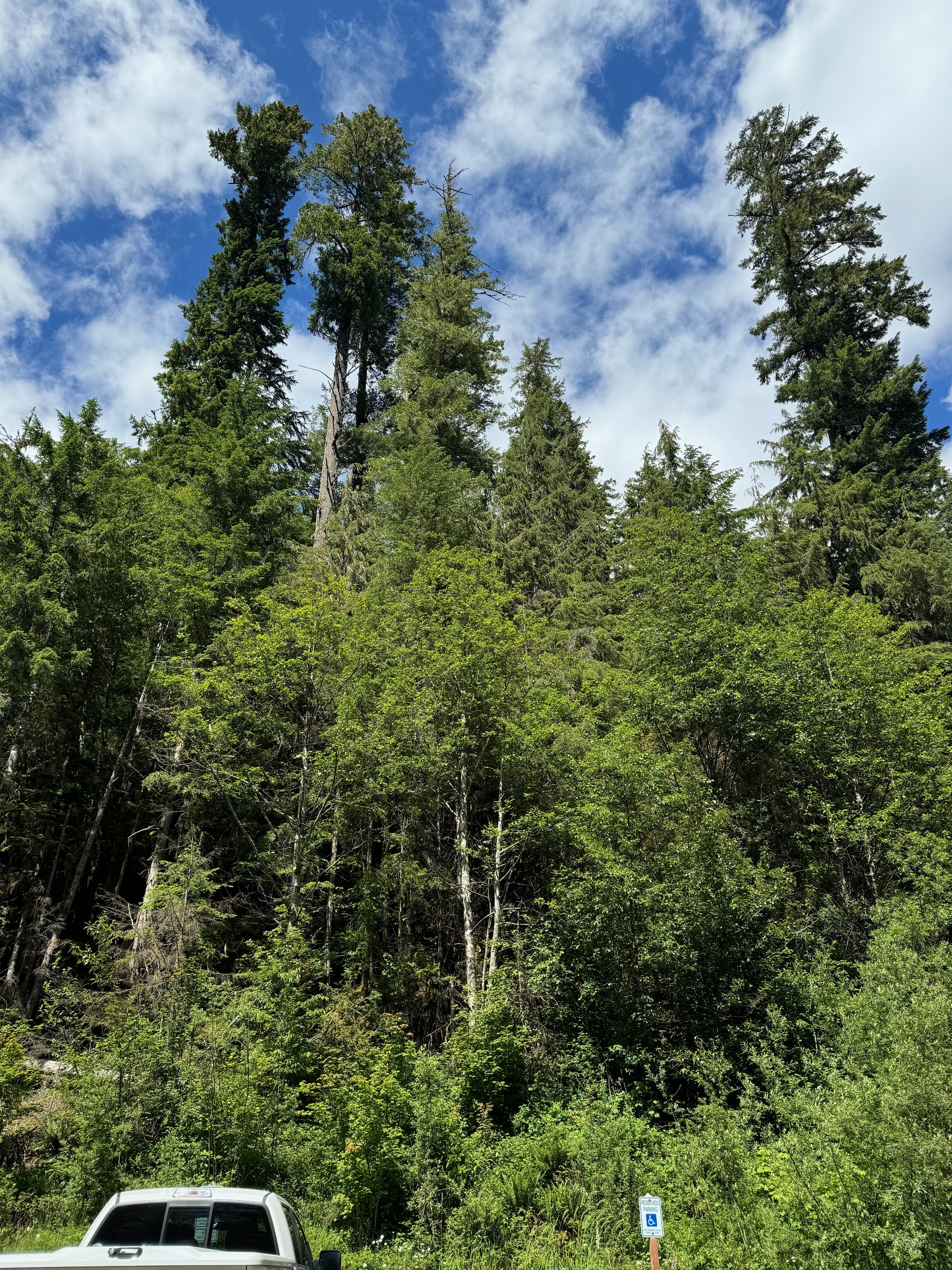 The trees in the Sol Duc Falls parking area are already tall but when you add a cliff to the equation..well - they are giant! Sol Duc Valley - Olympic National Park