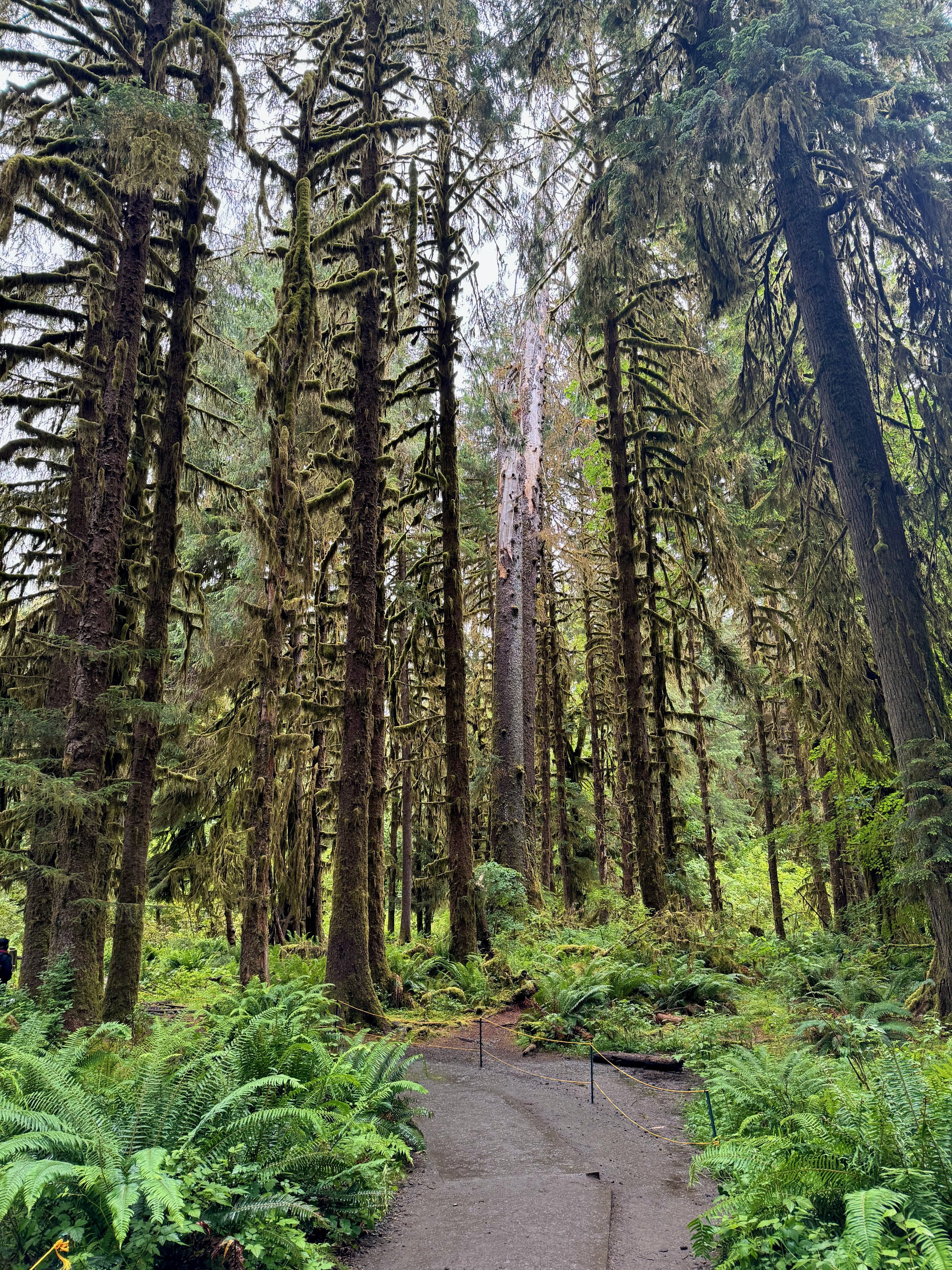 I love the rainforest! Hoh Rainforest - Olympic NP - Washington State
