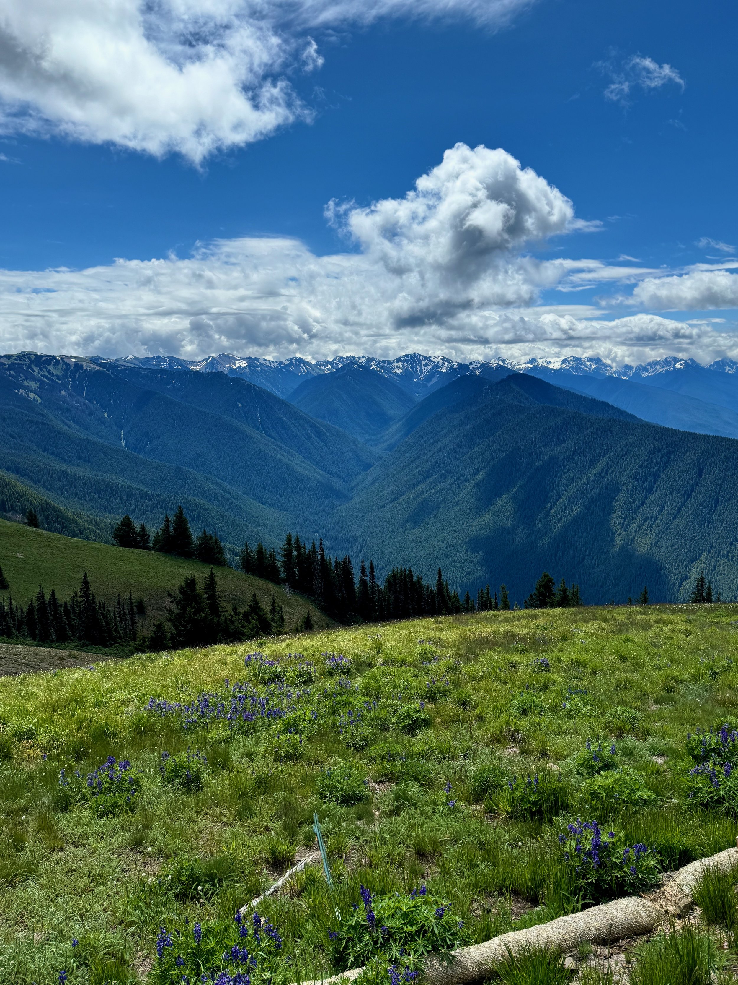 Hurricane Ridge Views - Olympic National Park