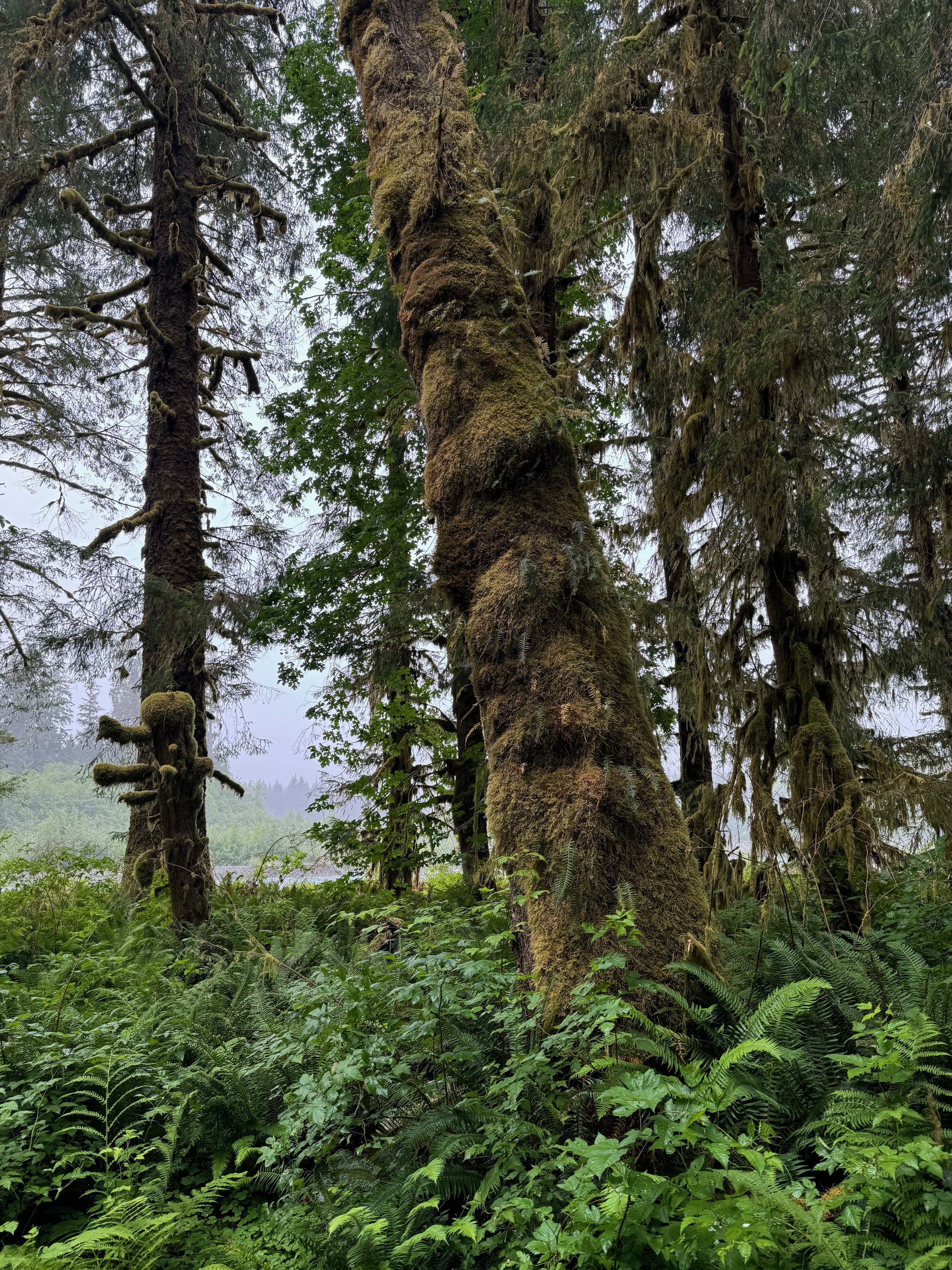 The road to the Hoh Rainforest - Olympic NP - Washington State