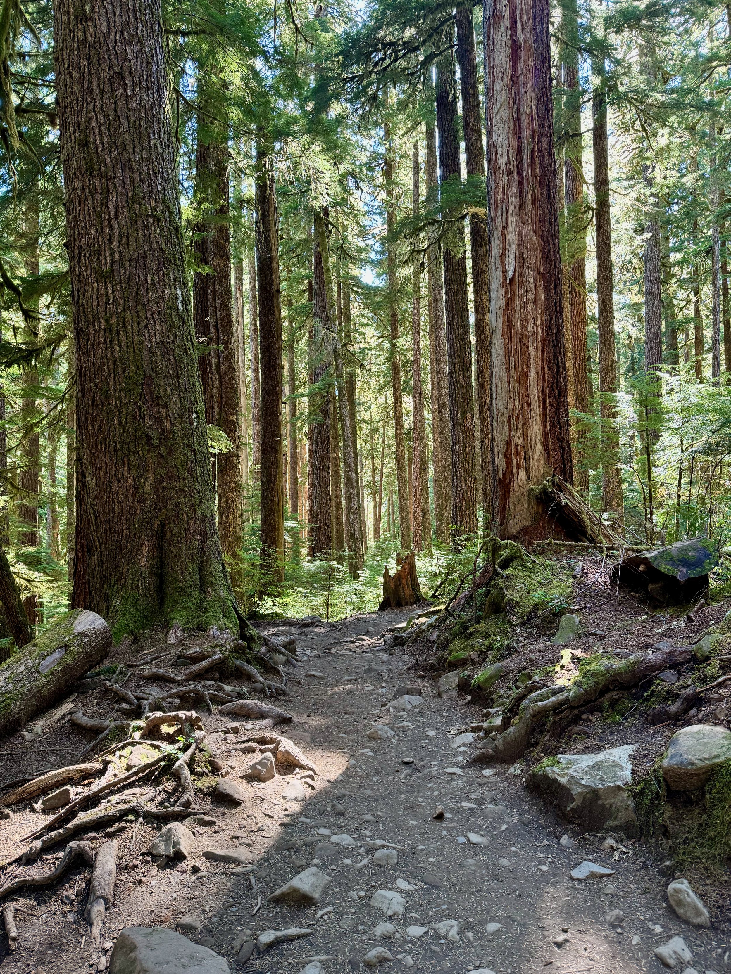 Sol Duc Falls Trail Views - Olympic National Park