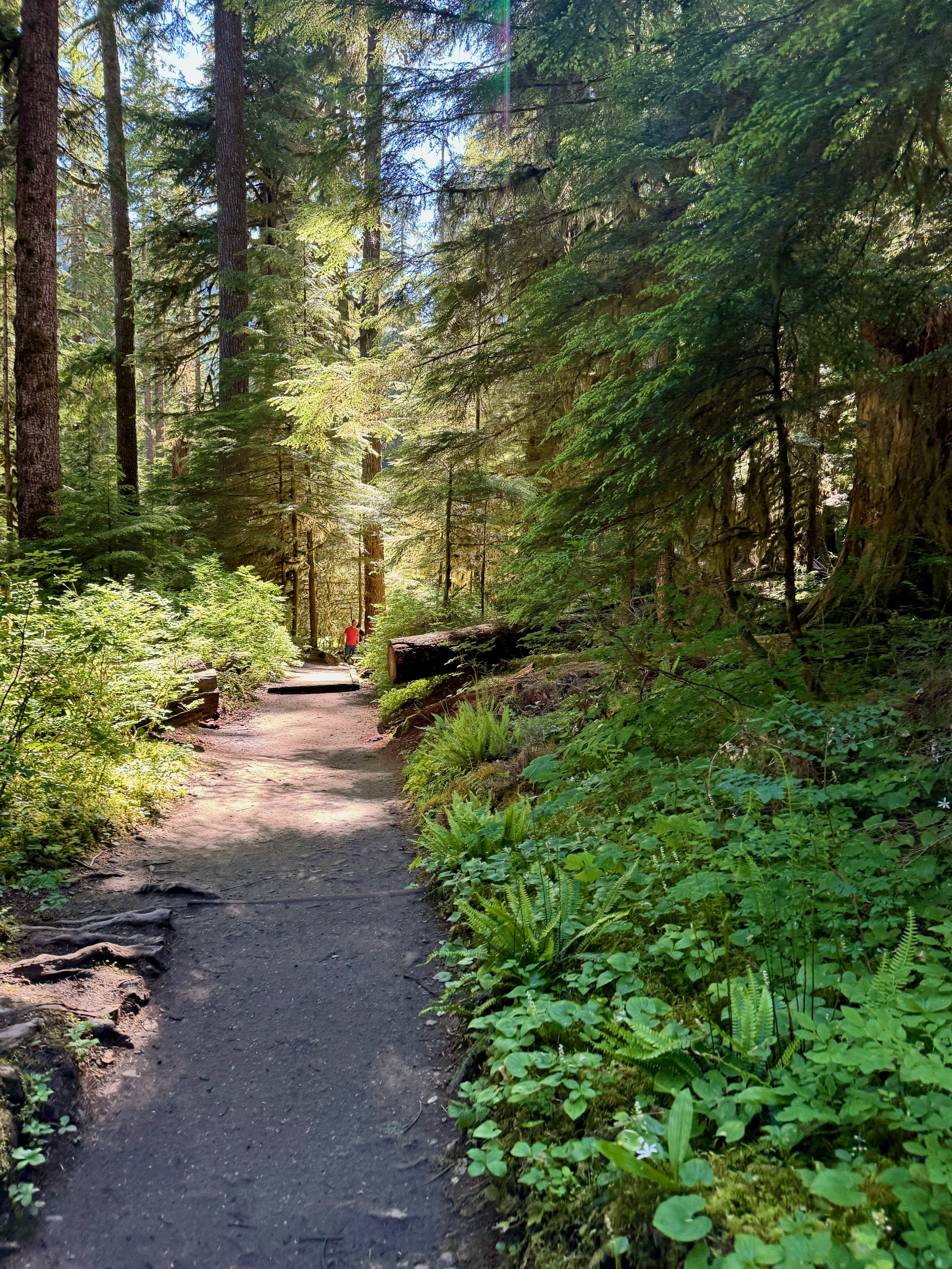 Sol Duc Falls Trail Views - Olympic National Park