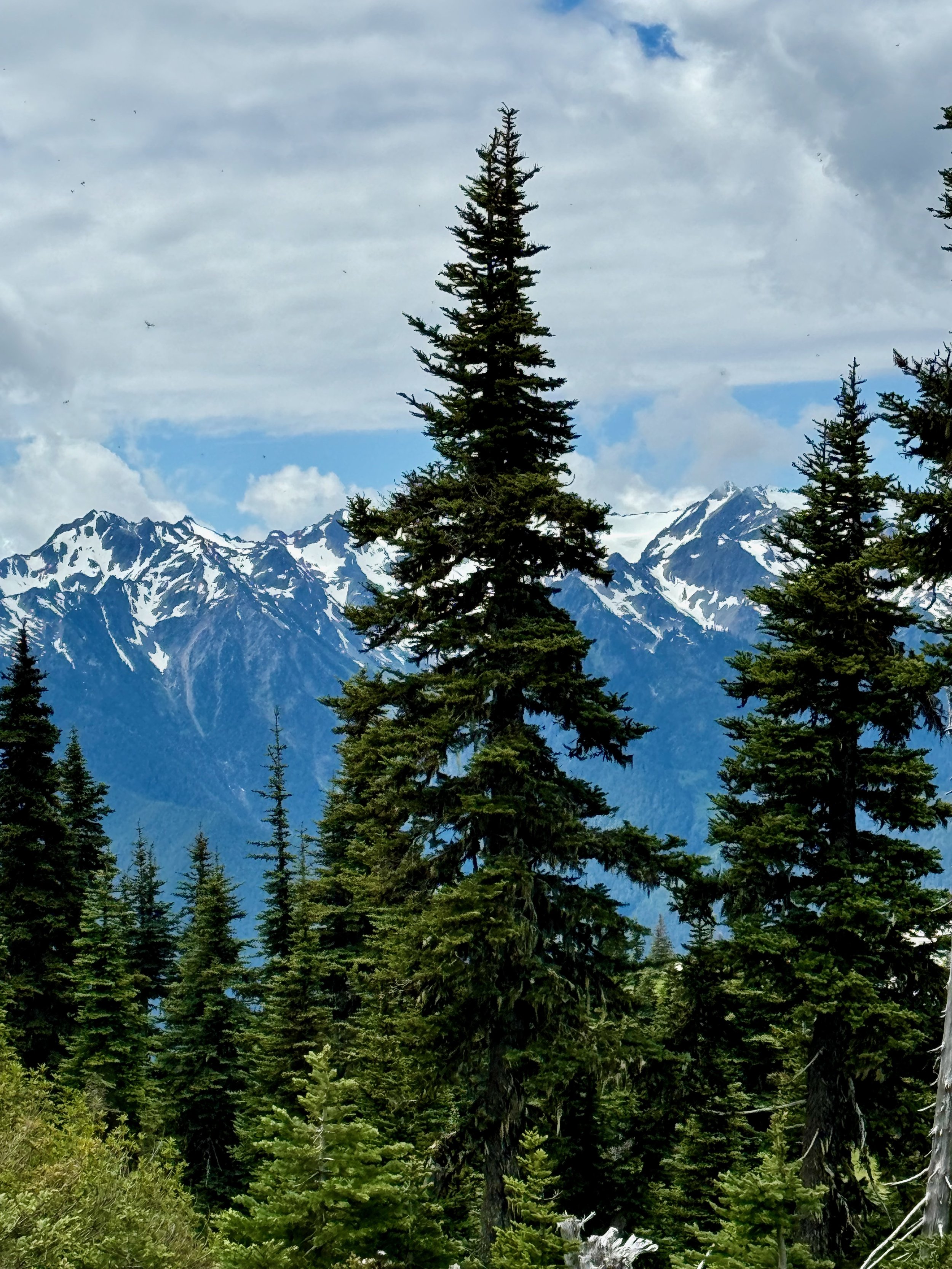 The views from High Ridge Trail are AMAZING! Hurricane Ridge - Olympic National Park