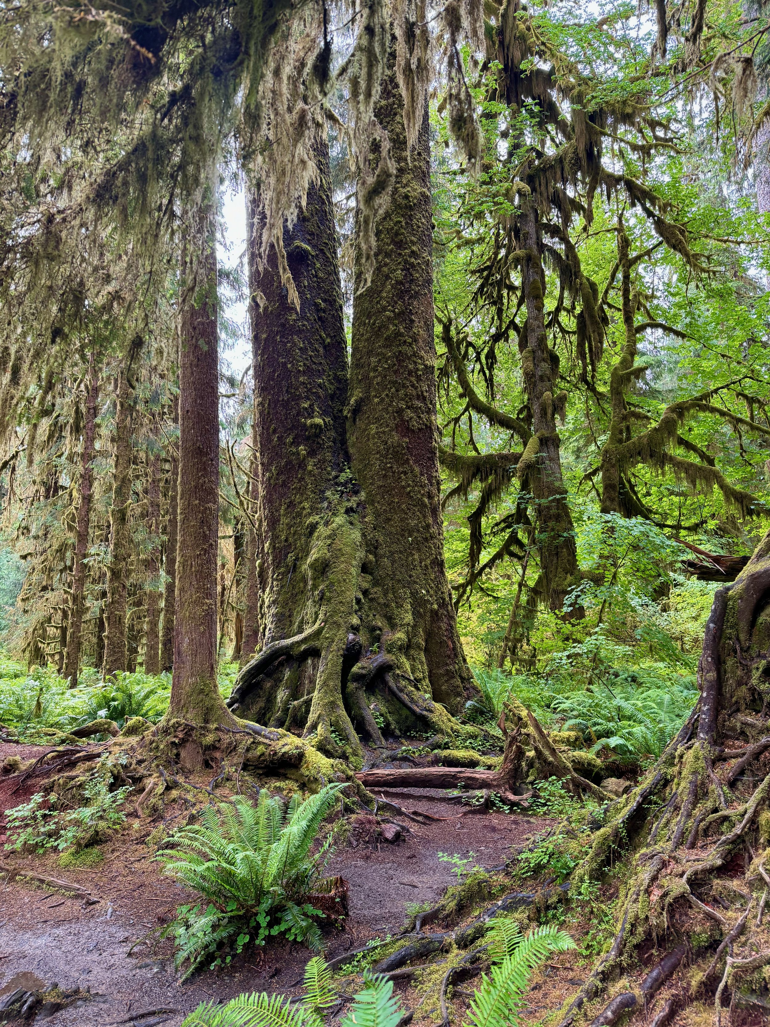 Rainforest Trail Views - Hoh Rainforest - Olympic NP - Washington State