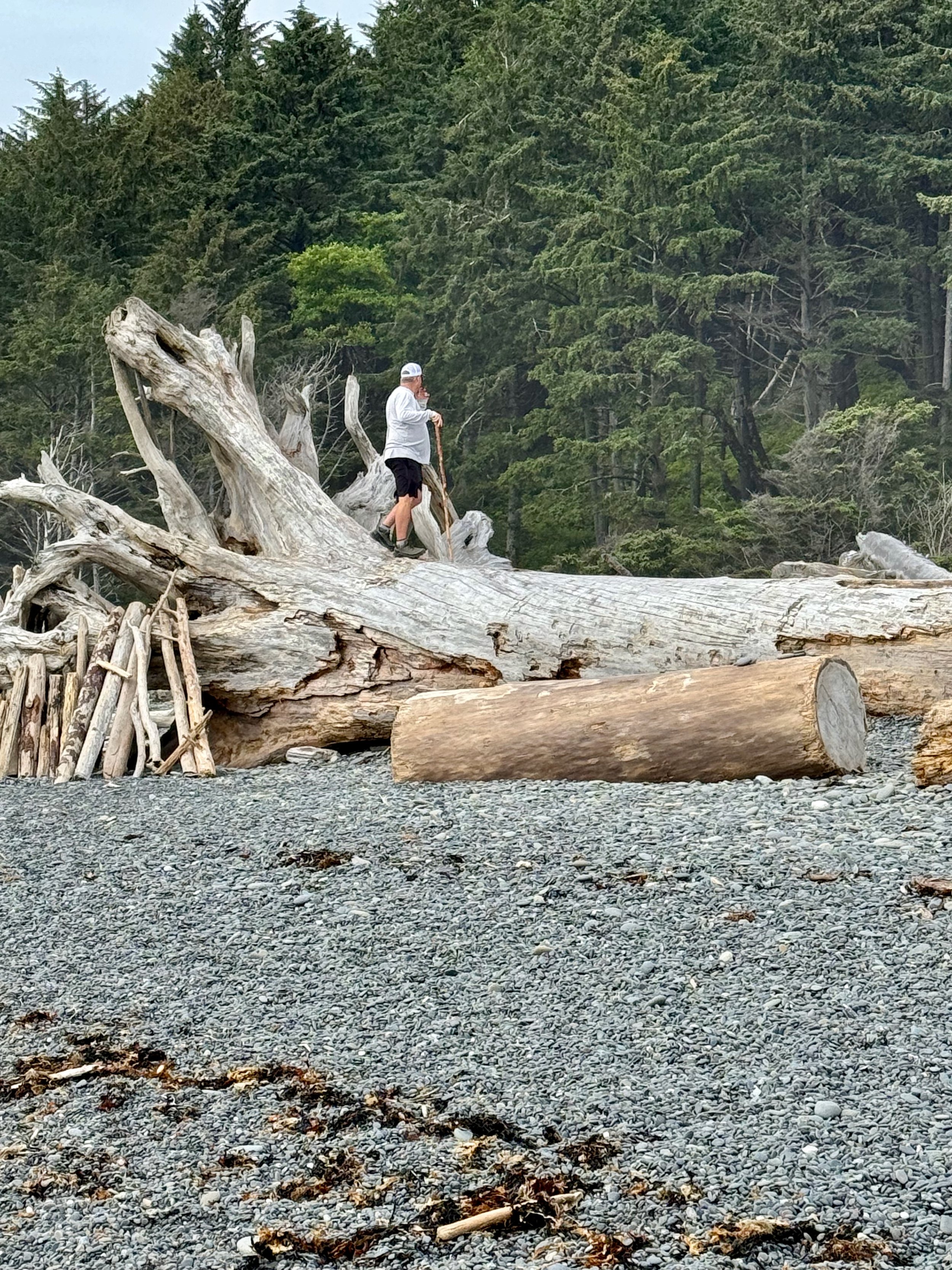 This isn't Arkansas River driftwood, y'all!! Rialto Beach - Olympic National Park - Washington State