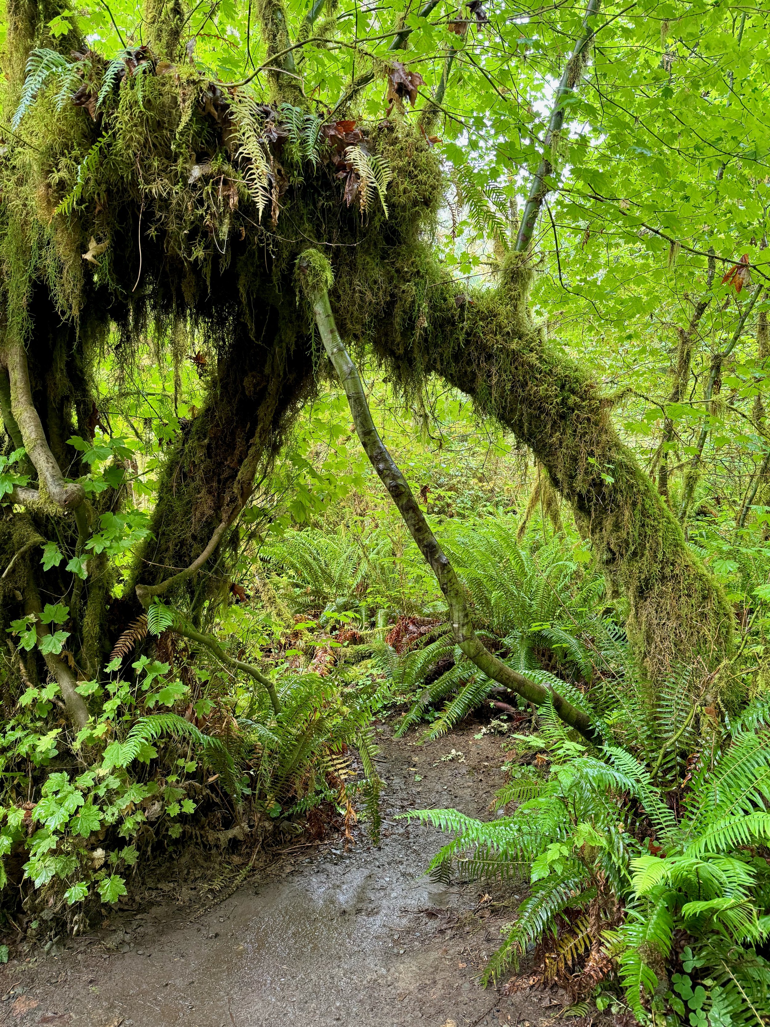 Arch Tree - Hoh Rainforest - Olympic NP - Washington State