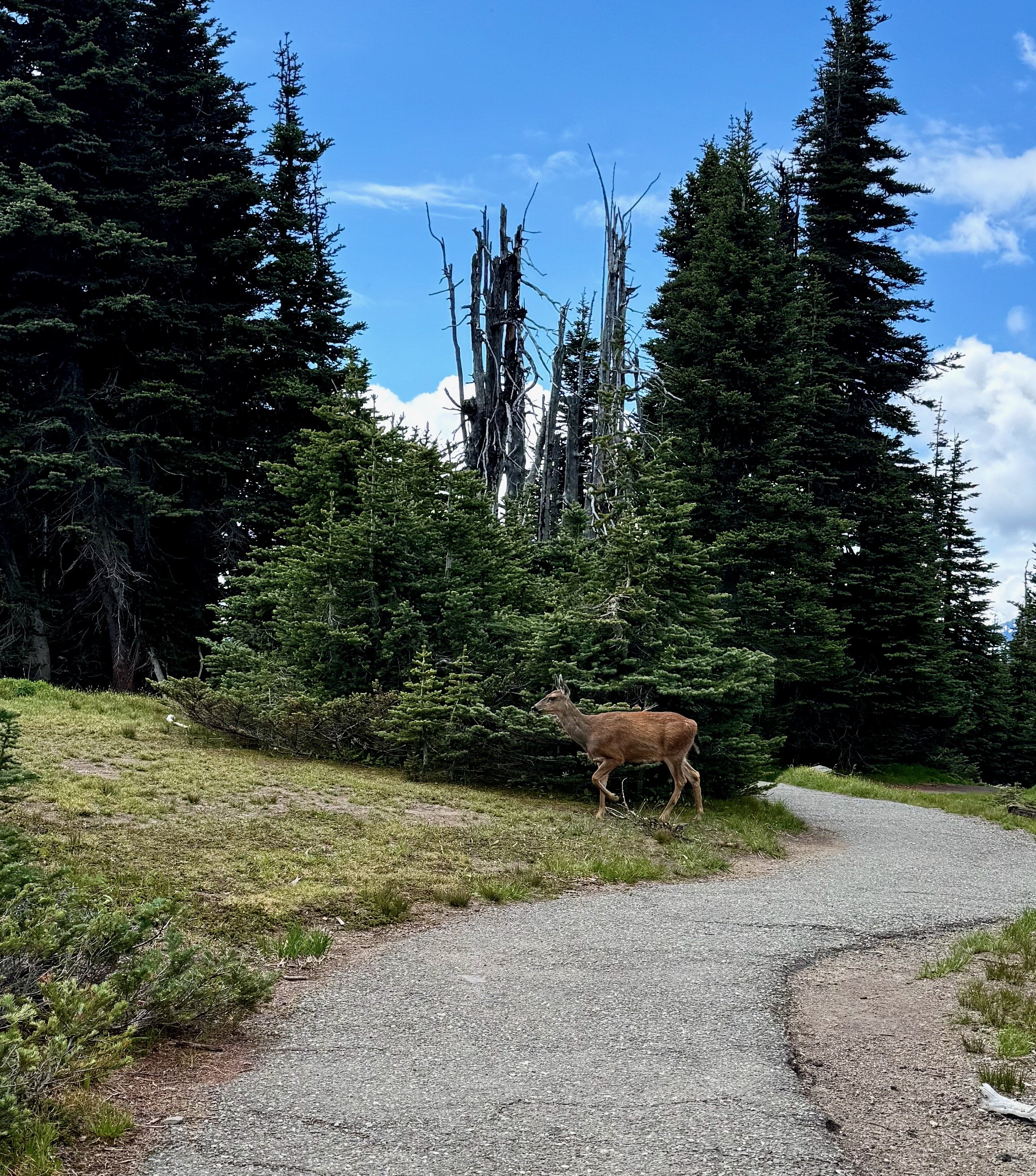 Blacktail Doe at Big Meadow Loop Trail - Hurricane Ridge Views - Olympic National Park