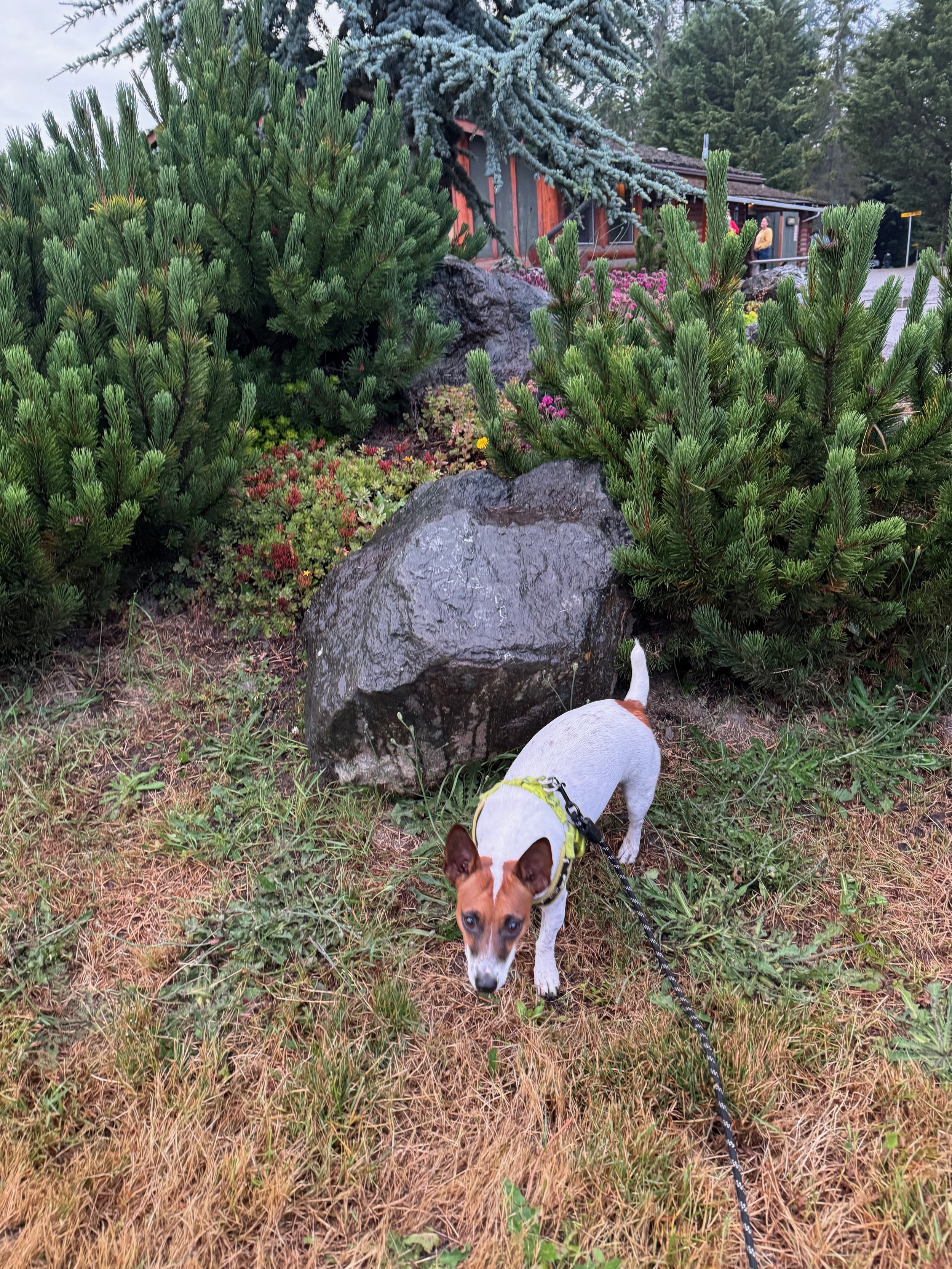 #travelingscout with the beautiful landscaping at the Olympic Peninsula Port Angeles KOA