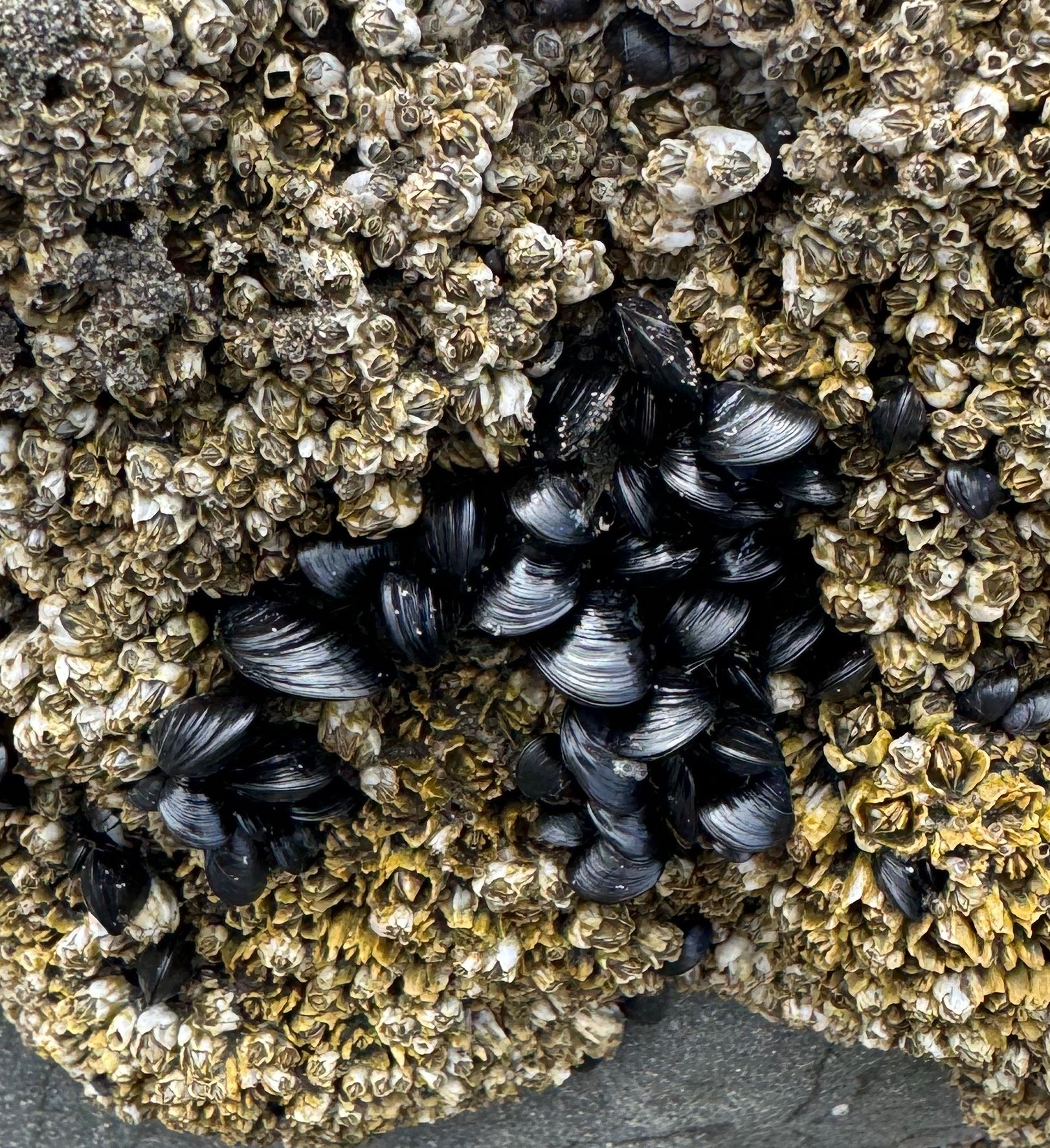 Close up for barnacles and muscles stuck to a rock at Ruby Beach - Olympic National Park - Washington Coast
