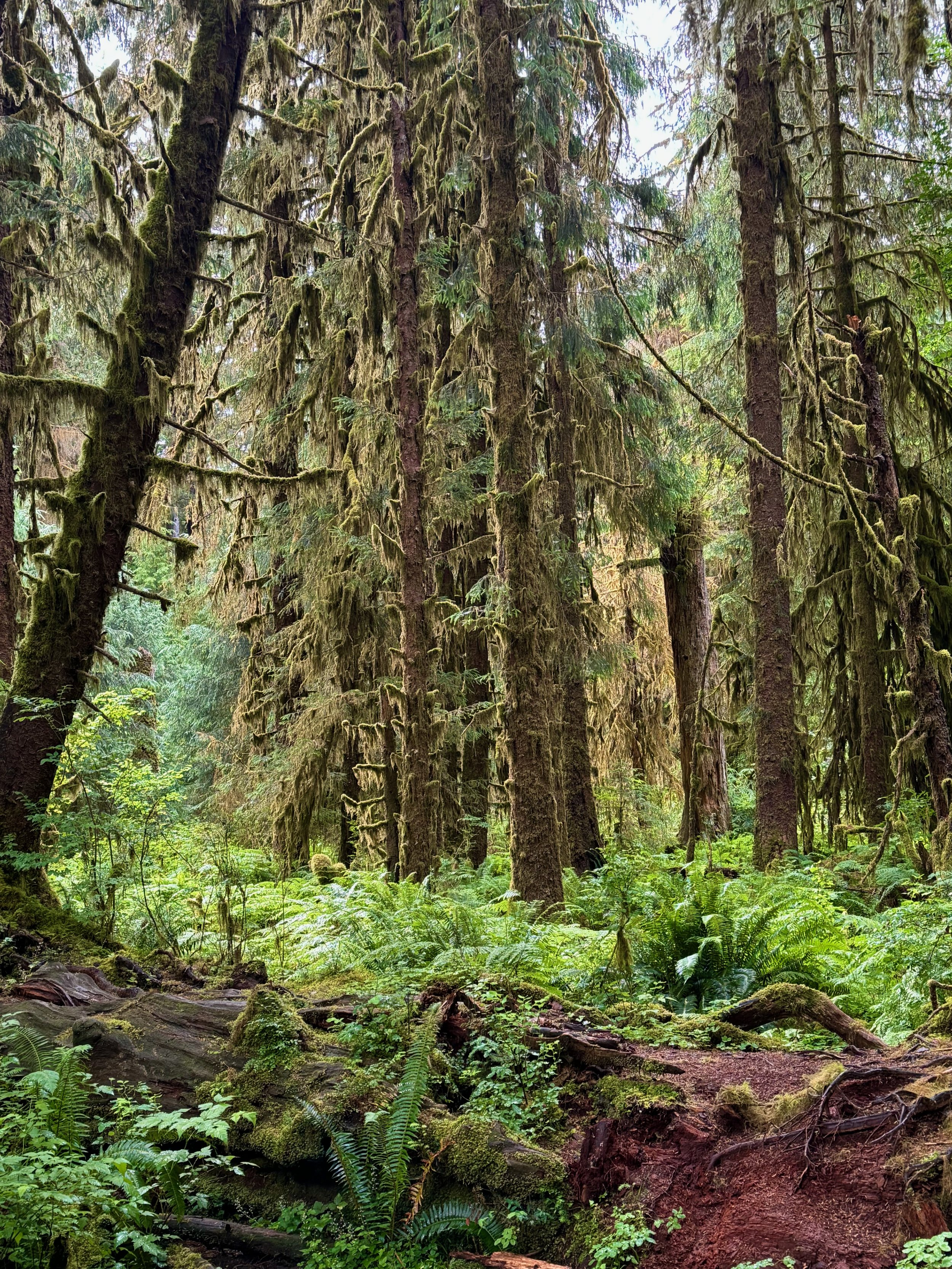 Trail Views - Hoh Rainforest - Olympic NP - Washington State