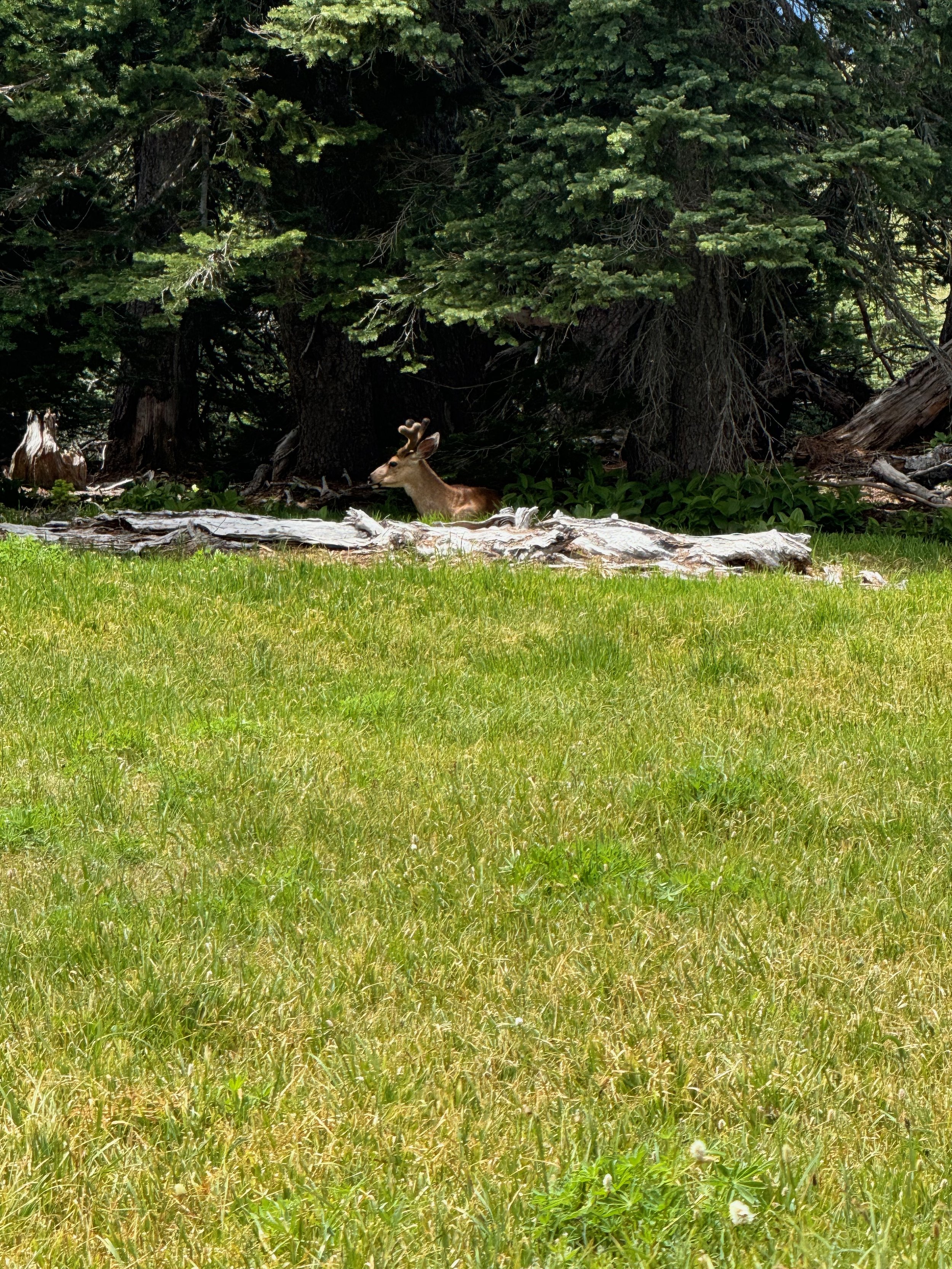 Blacktail Buck in Velvet - taking a little siesta. Hurricane Ridge Views - Olympic National Park