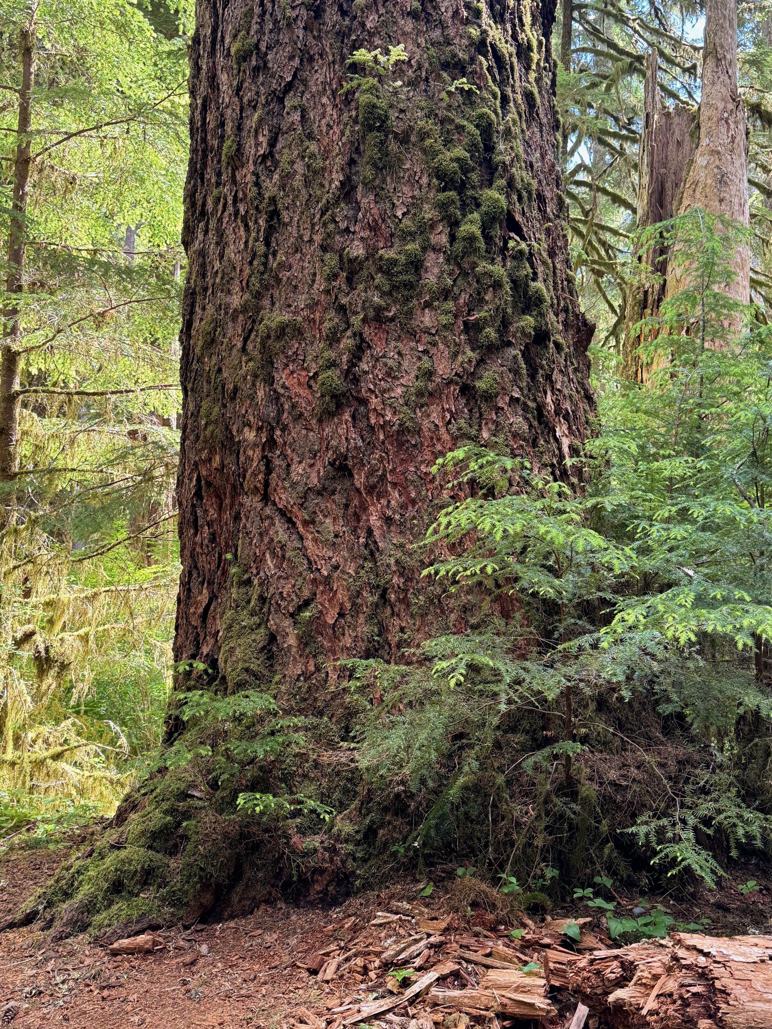 Look at the size of that trunk! Sol Duc Falls Trail - Olympic National Park