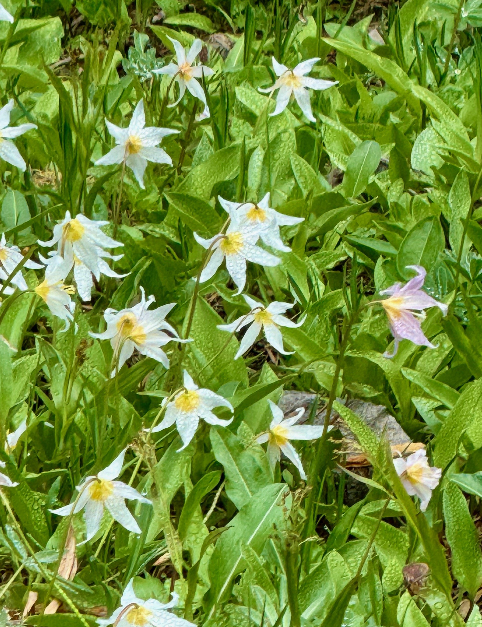 Avalanche Lillies - Hurricane Ridge Views - Olympic National Park
