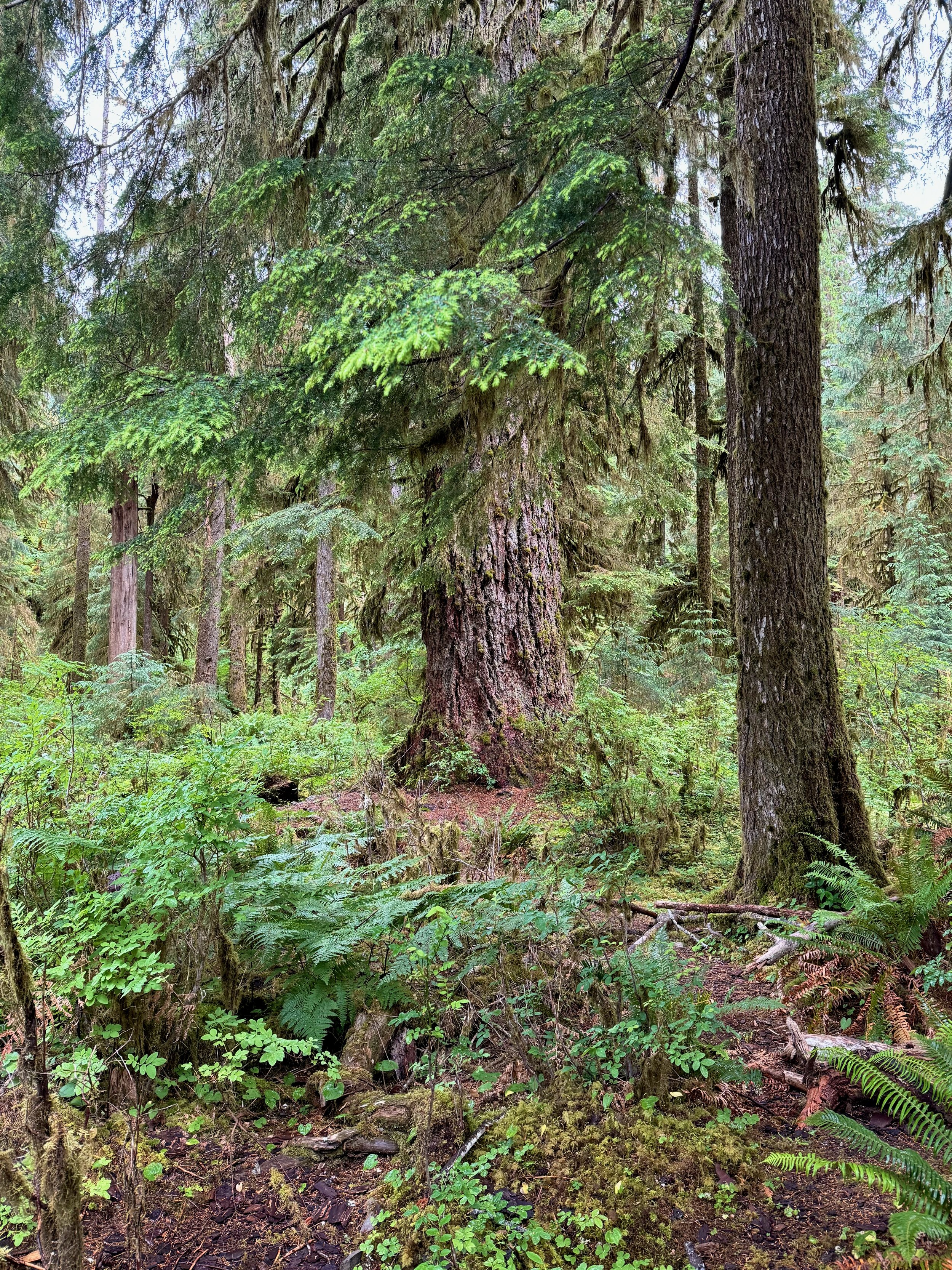 Rainforest Views - Hoh Rainforest - Olympic NP - Washington State