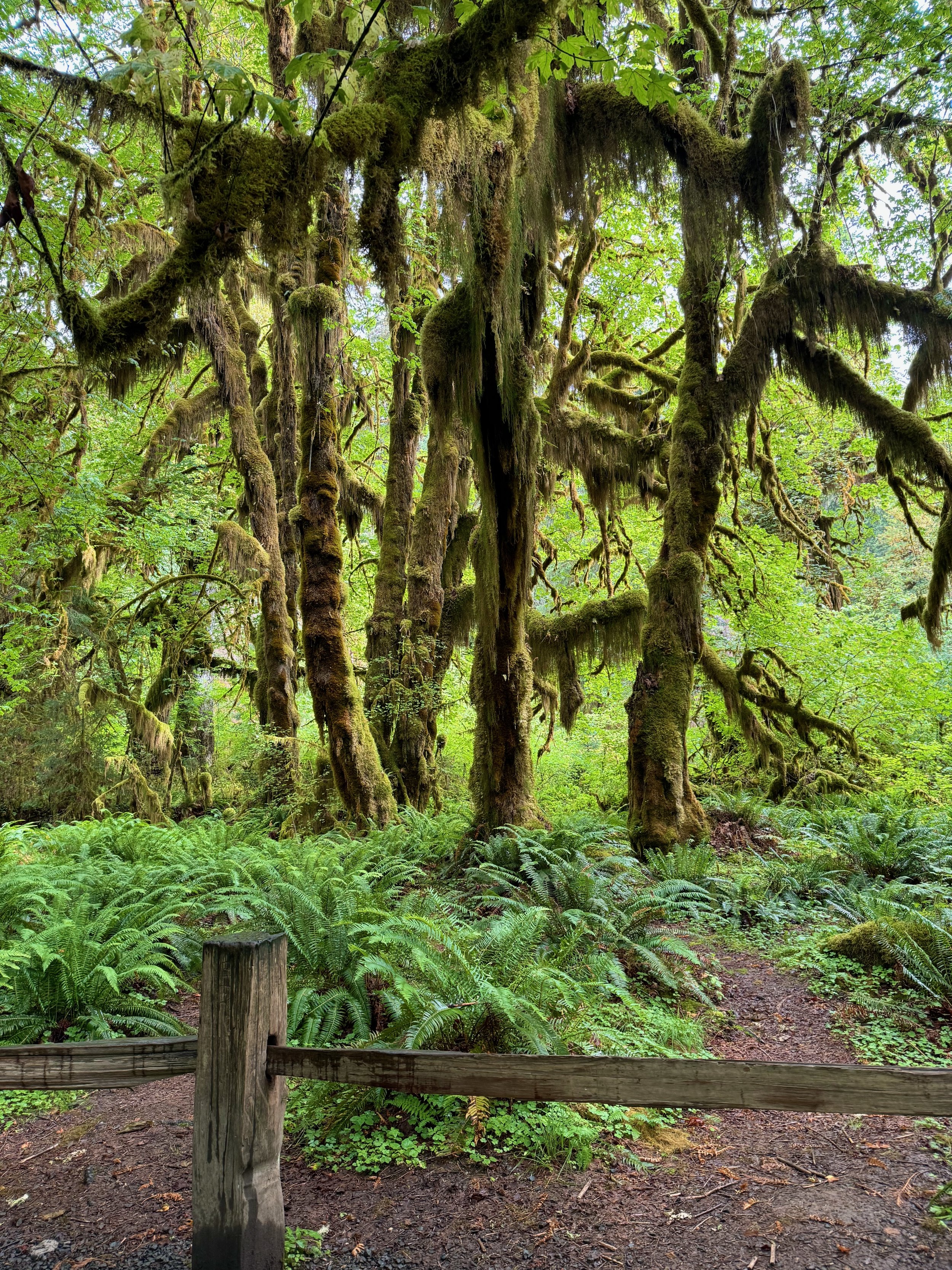 Dancing Forest - Hoh Rainforest - Olympic NP - Washington State