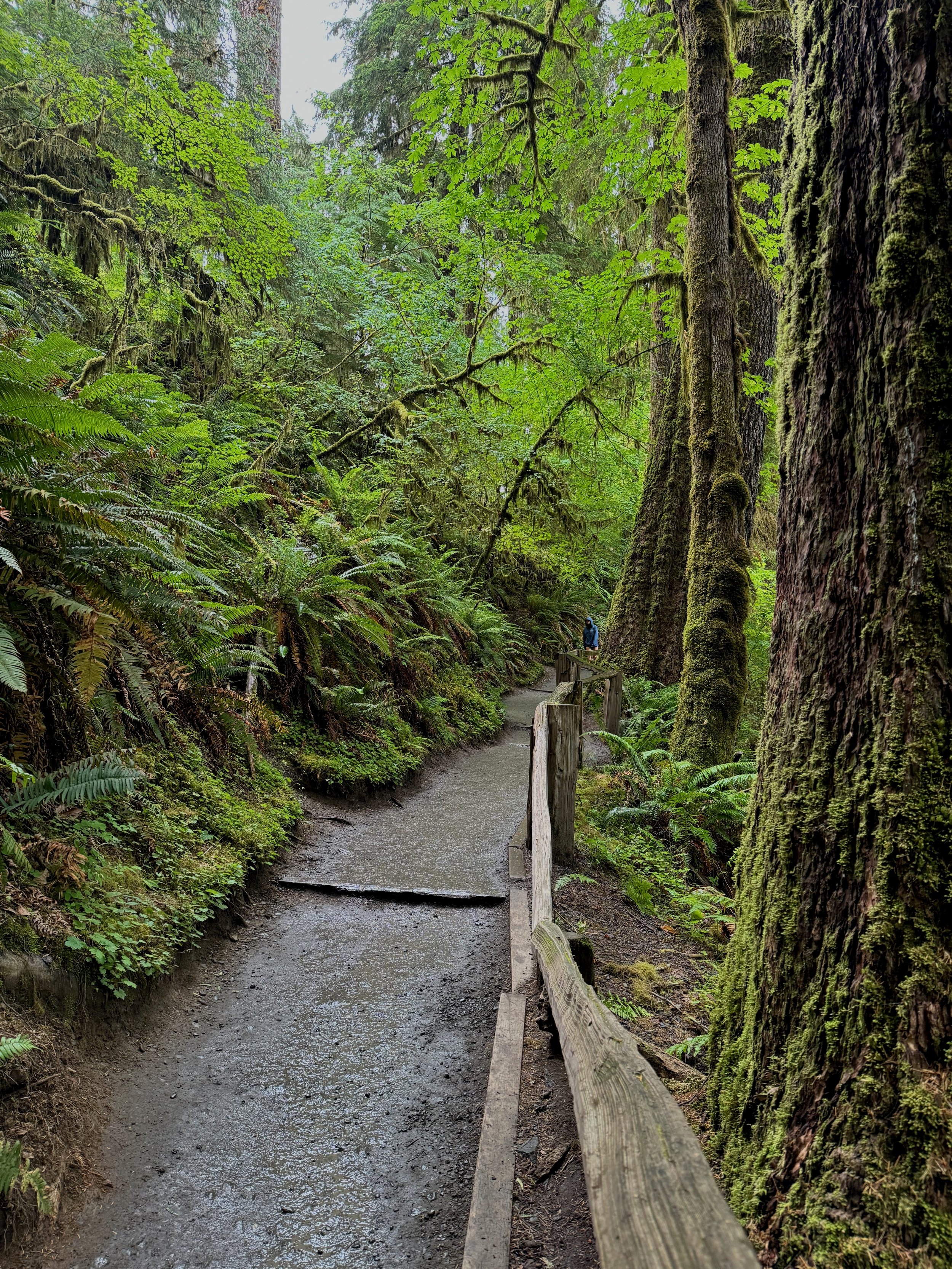 Hoh Rainforest - Olympic NP - Washington State