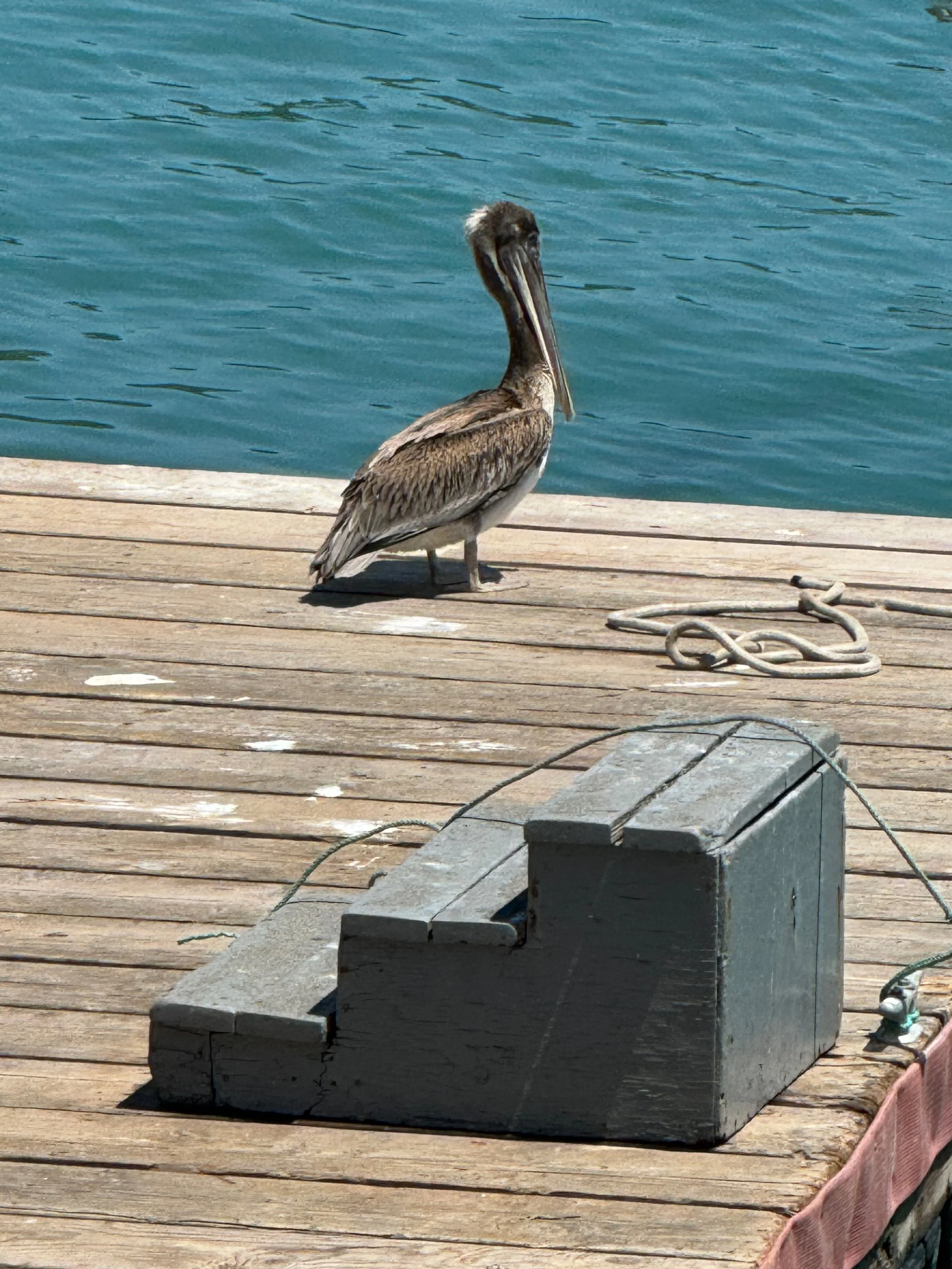 Episode 11 -  Video Vault - Redwood National Forest