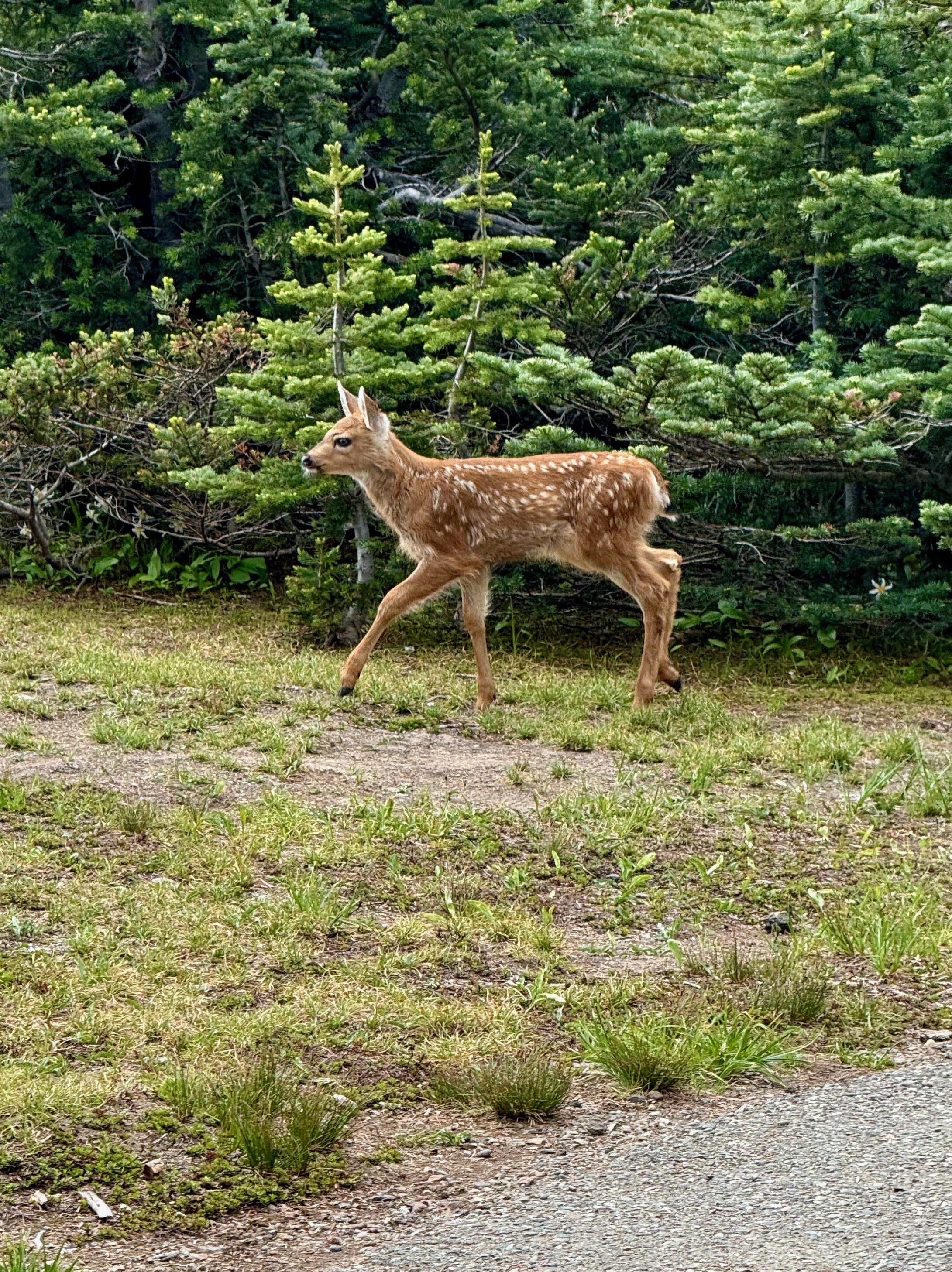 Twin 2 of 2 - Big Meadow Loop Trail - Hurricane Ridge Views - Olympic National Park