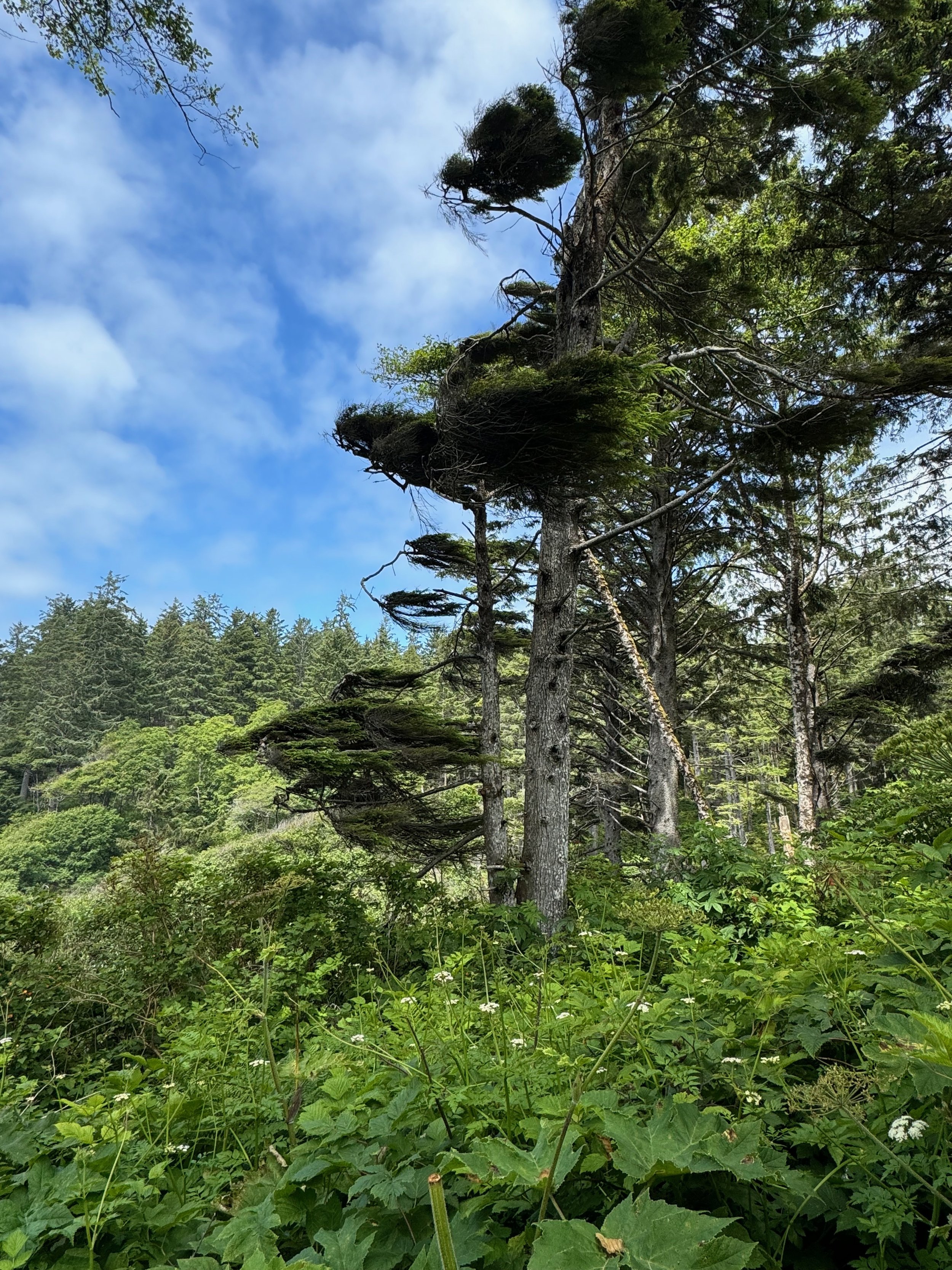 Look how the coastal winds shape the trees at Ruby Beach - Olympic National Park - Washington Coast