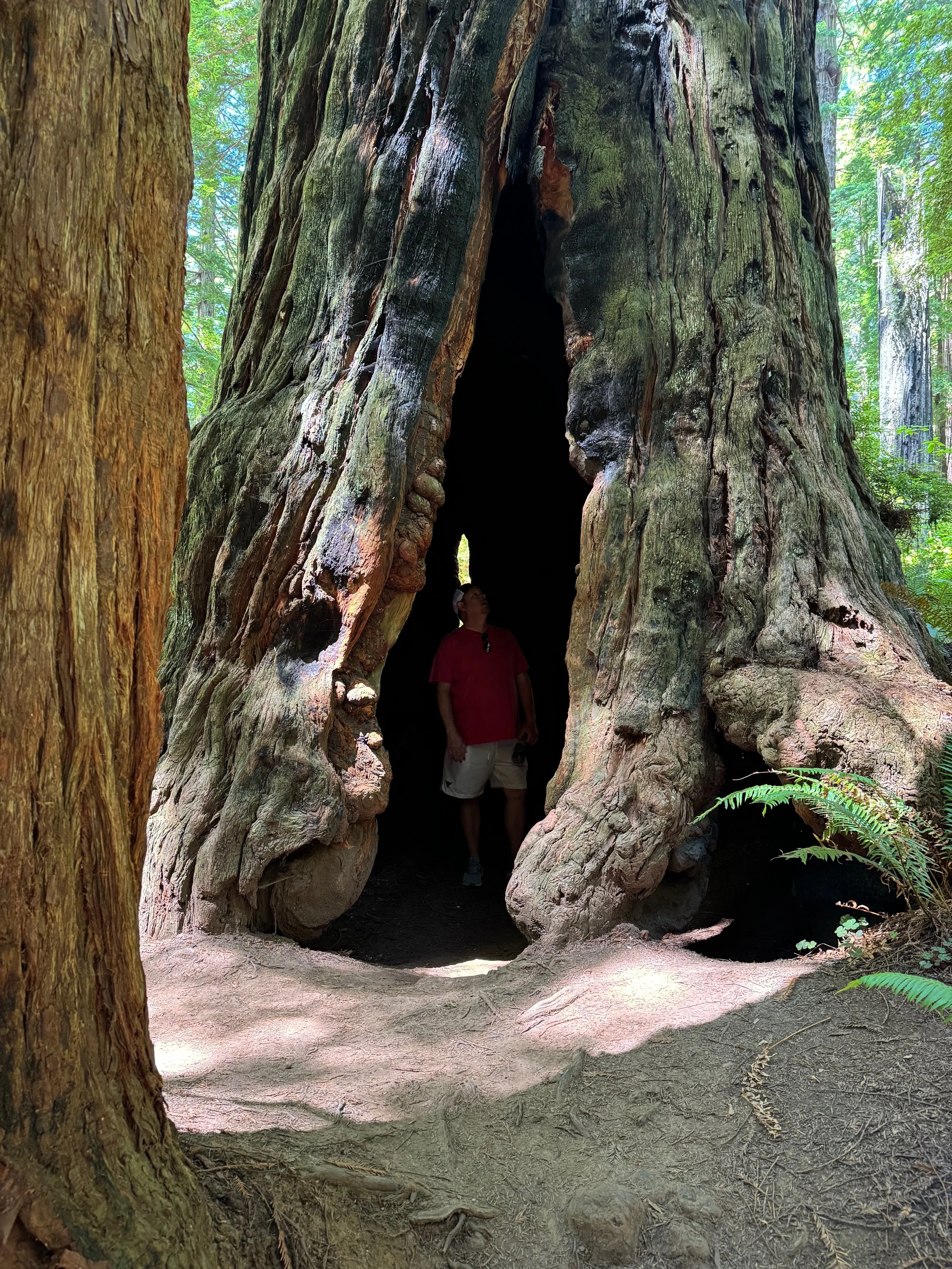 Episode 11 -  Photo Gallery - Redwood National Forest