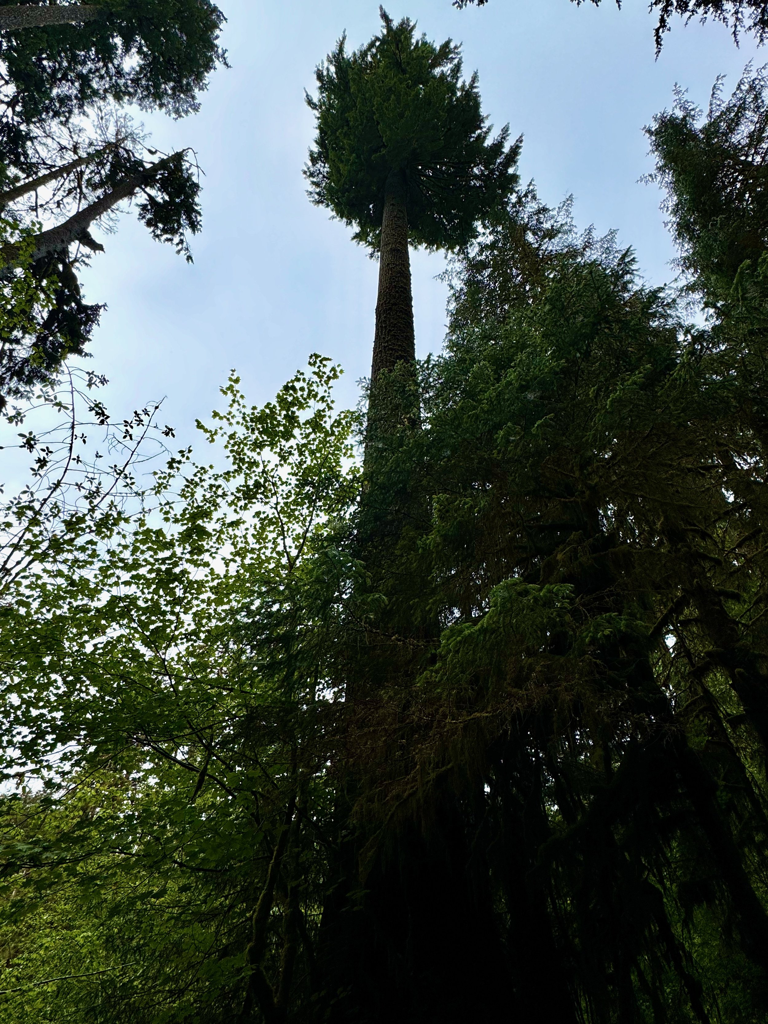This tree reminds me of The Lorax...LOL... Hoh Rainforest - Olympic NP - Washington State