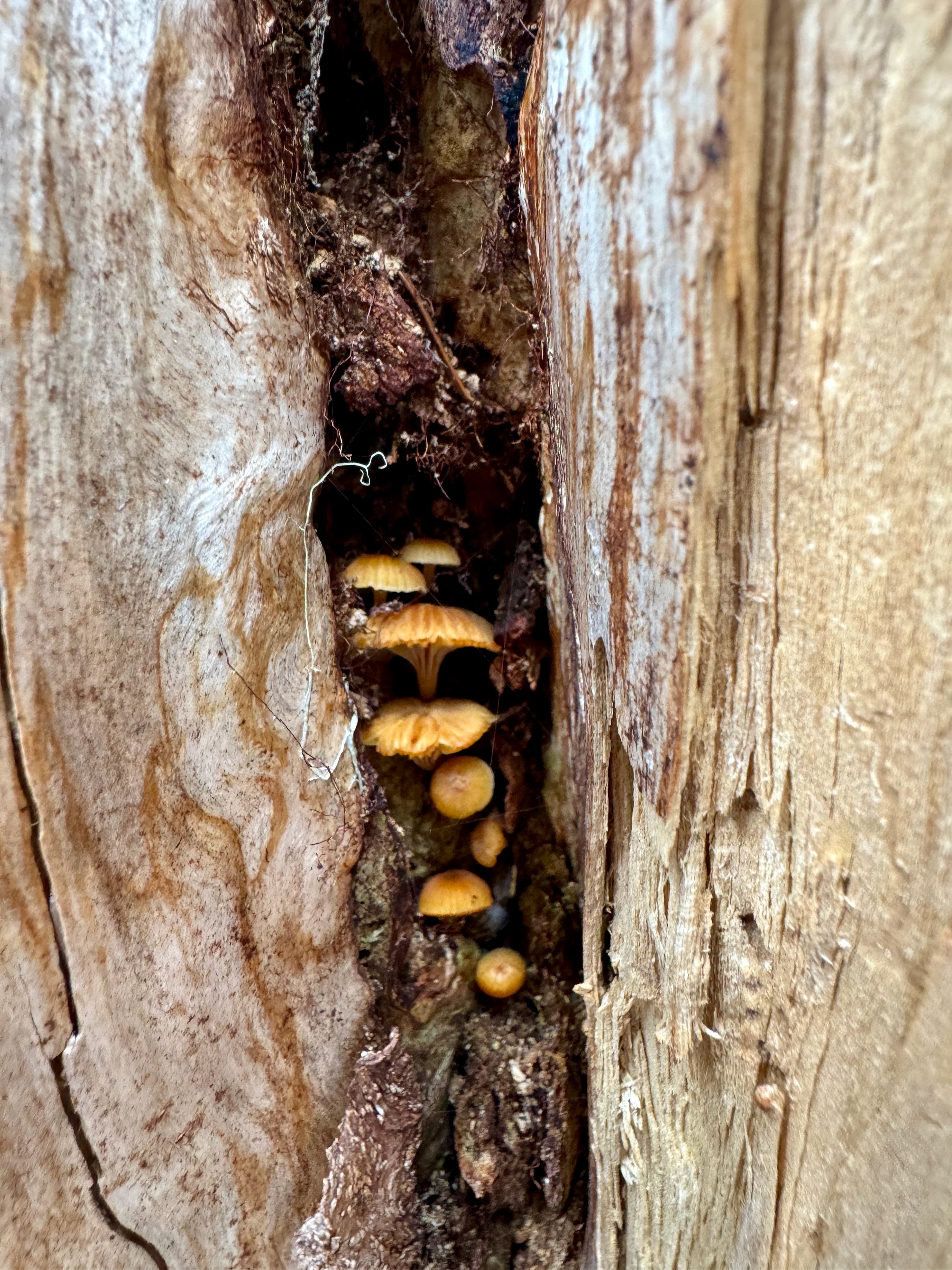 There's a fungus among us! Hurricane Ridge Views - Olympic National Park