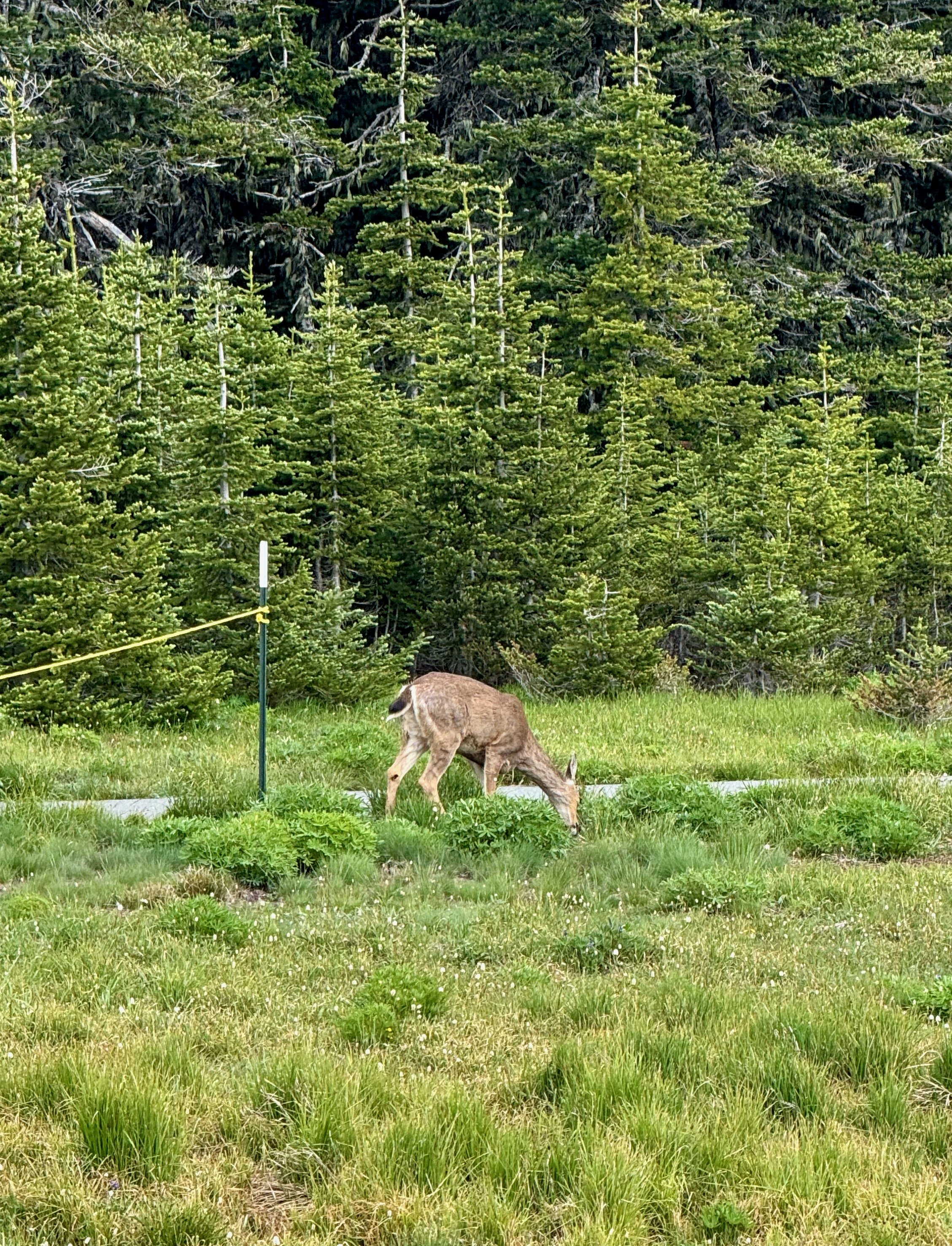 Deer grazing in the meadow - Hurricane Ridge Views - Olympic National Park