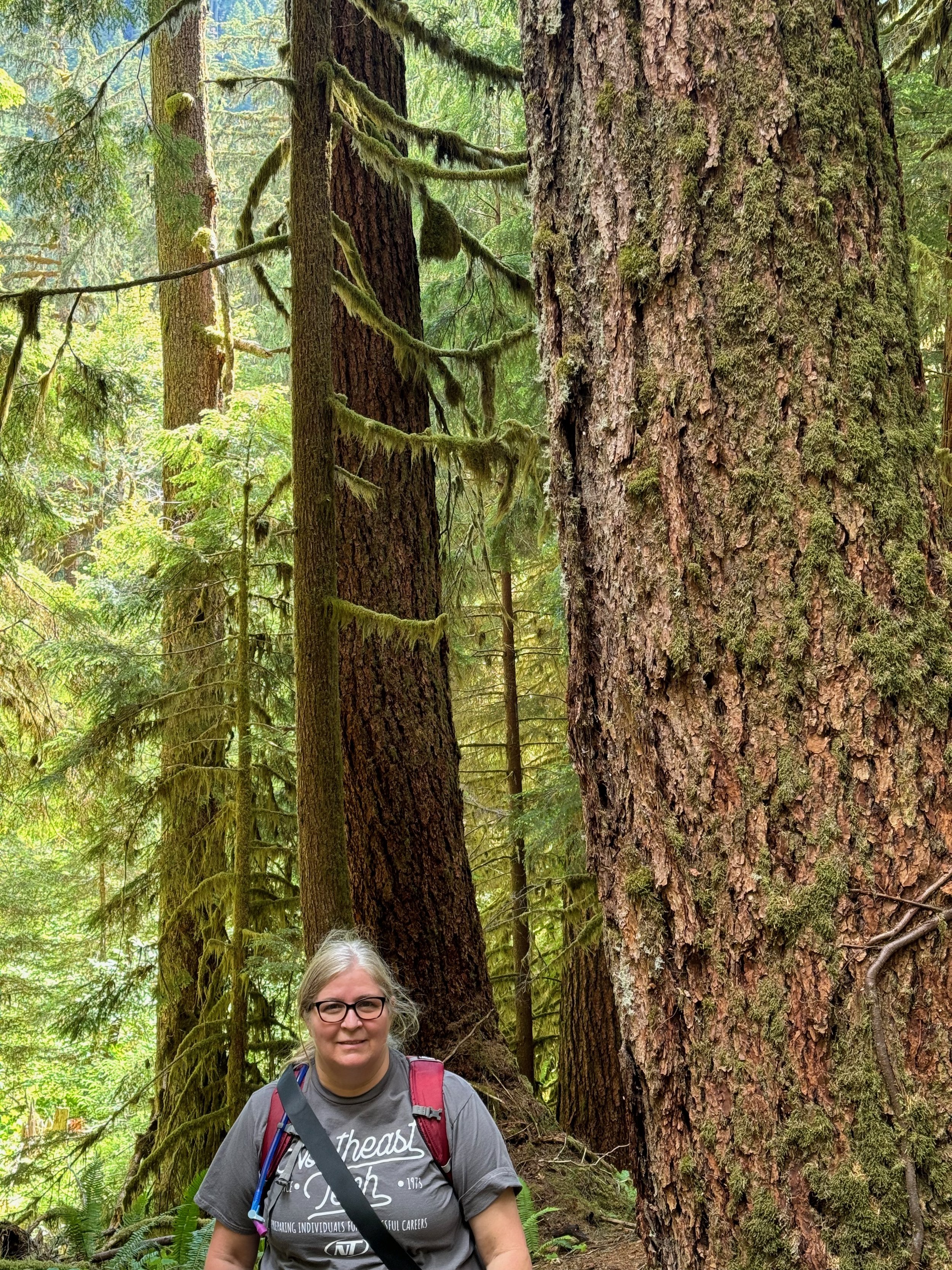 We thought the trees in Glacier were big!! Sol Duc Falls Trail - Olympic National Park
