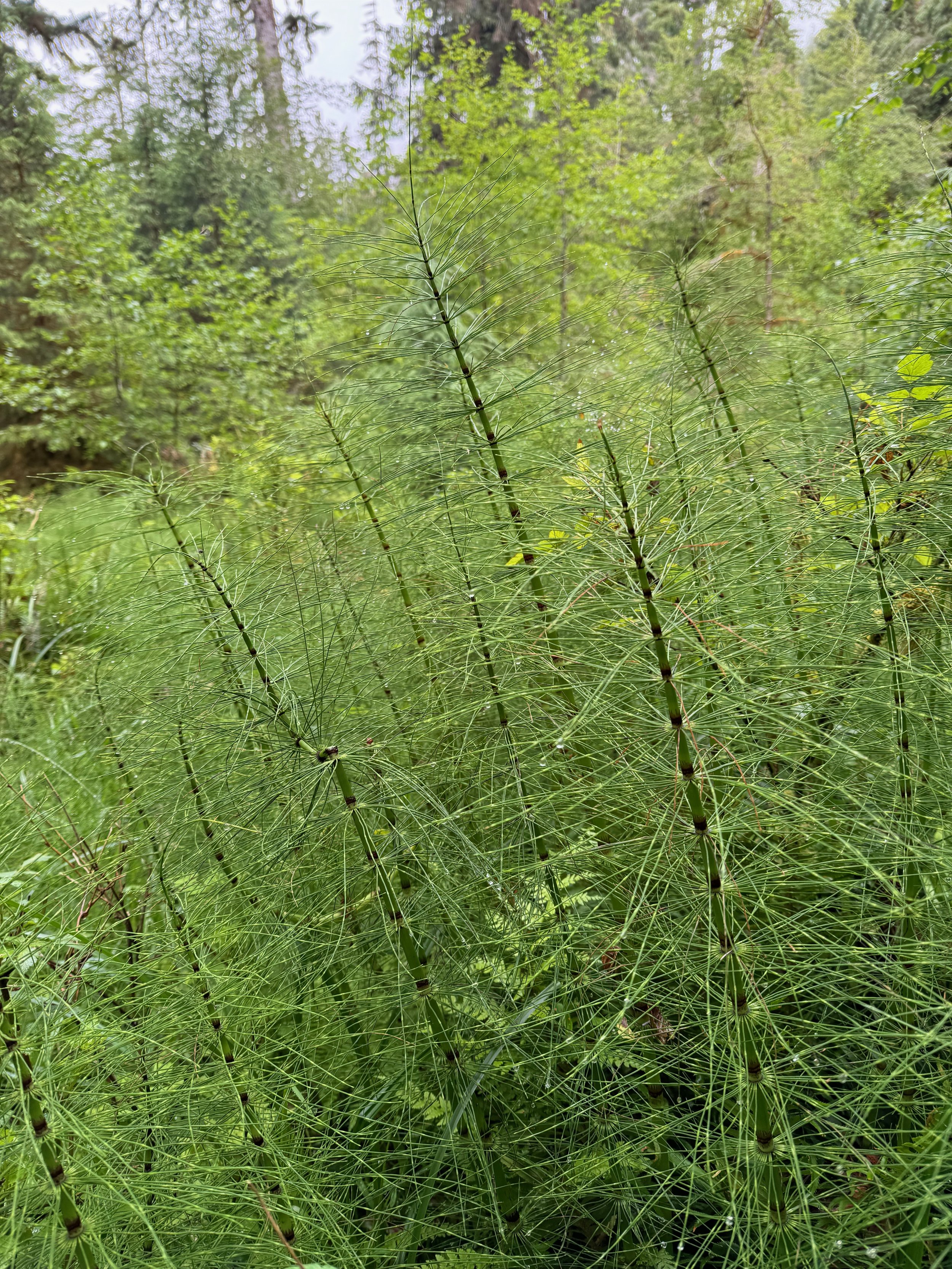 Great Horsetail - Hoh Rainforest - Olympic NP - Washington State
