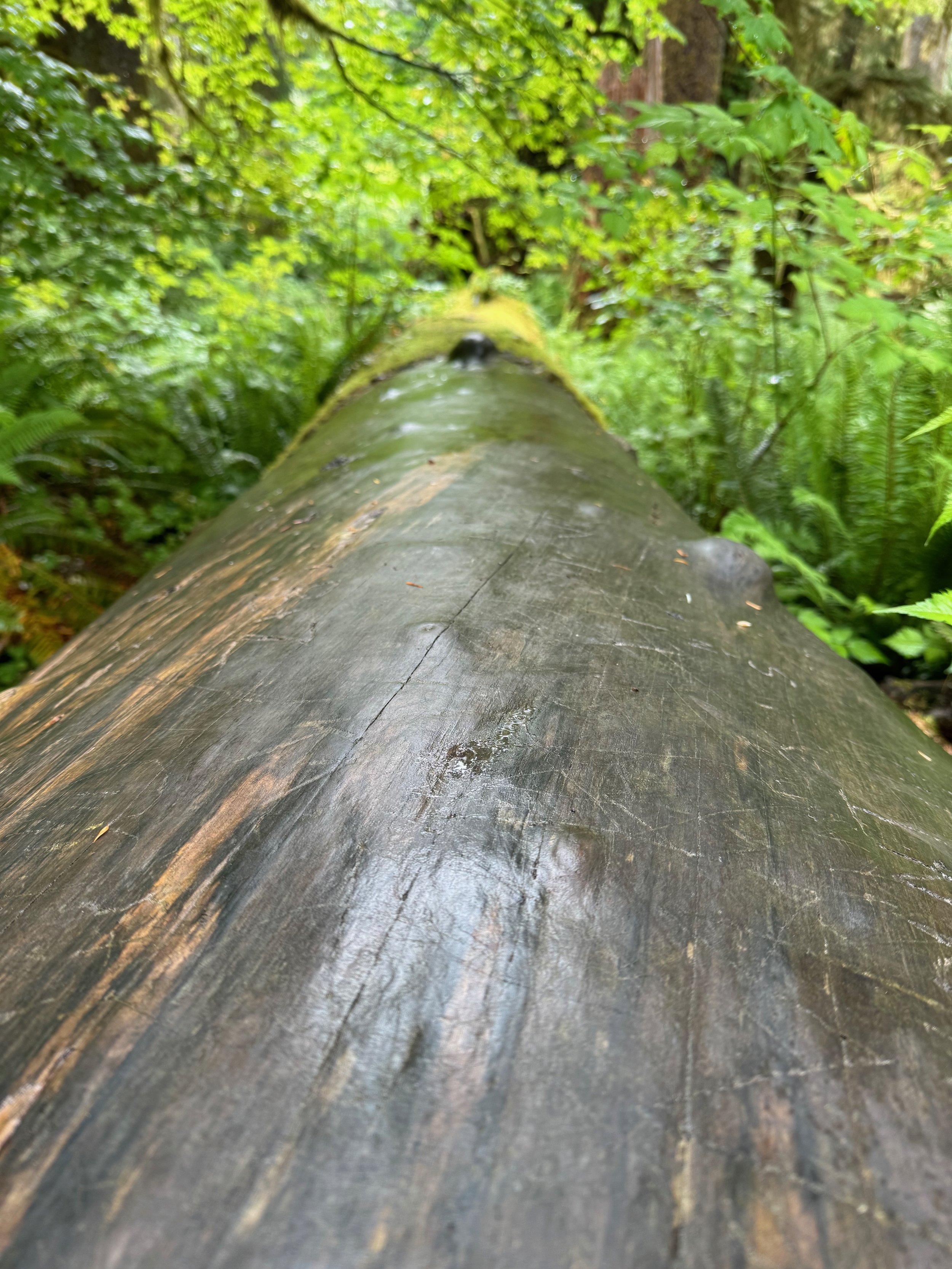 Giant fallen tree beside the trail - Hoh Rainforest - Olympic NP - Washington State