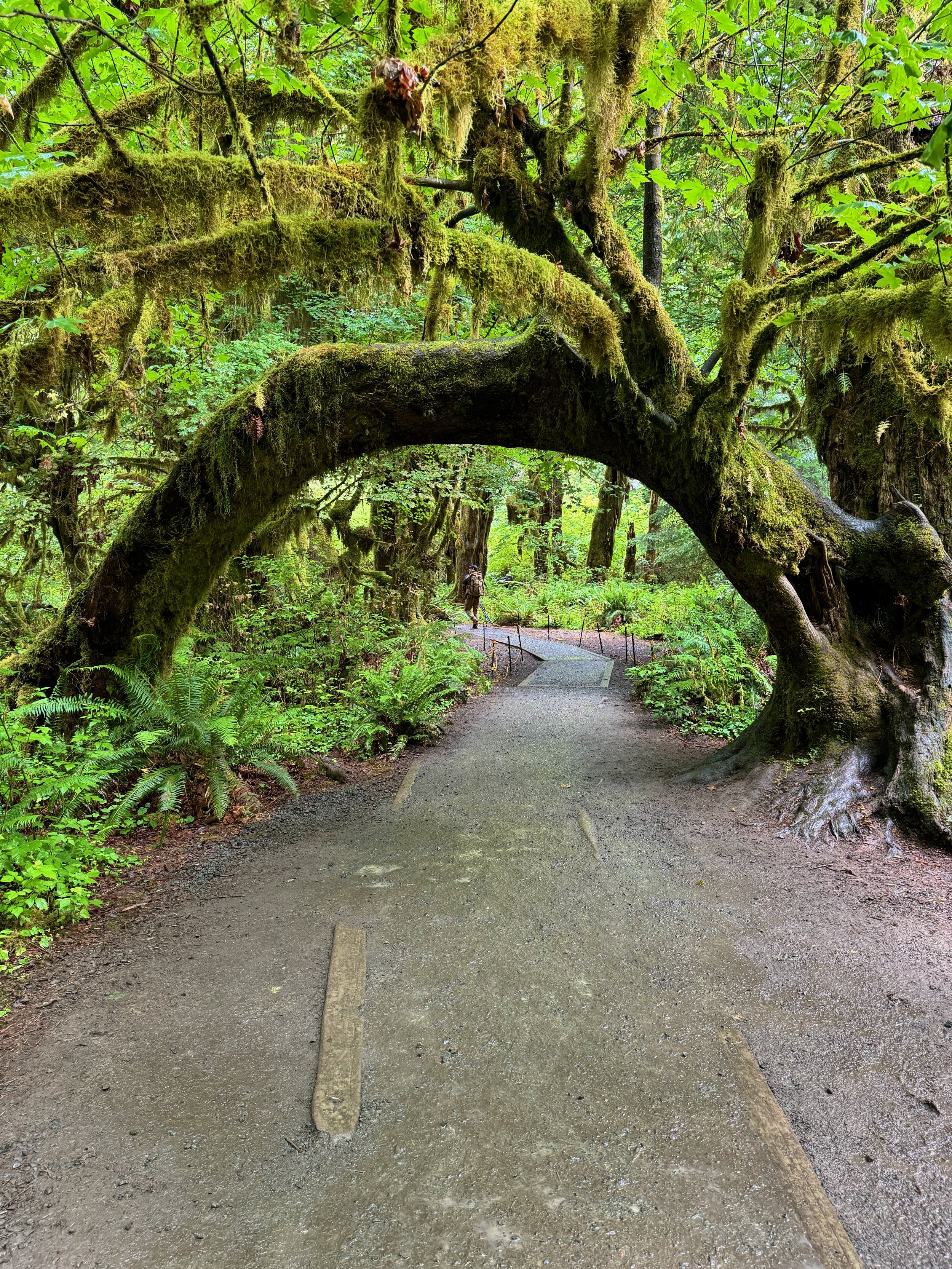 Arch Tree - Hoh Rainforest - Olympic NP - Washington State