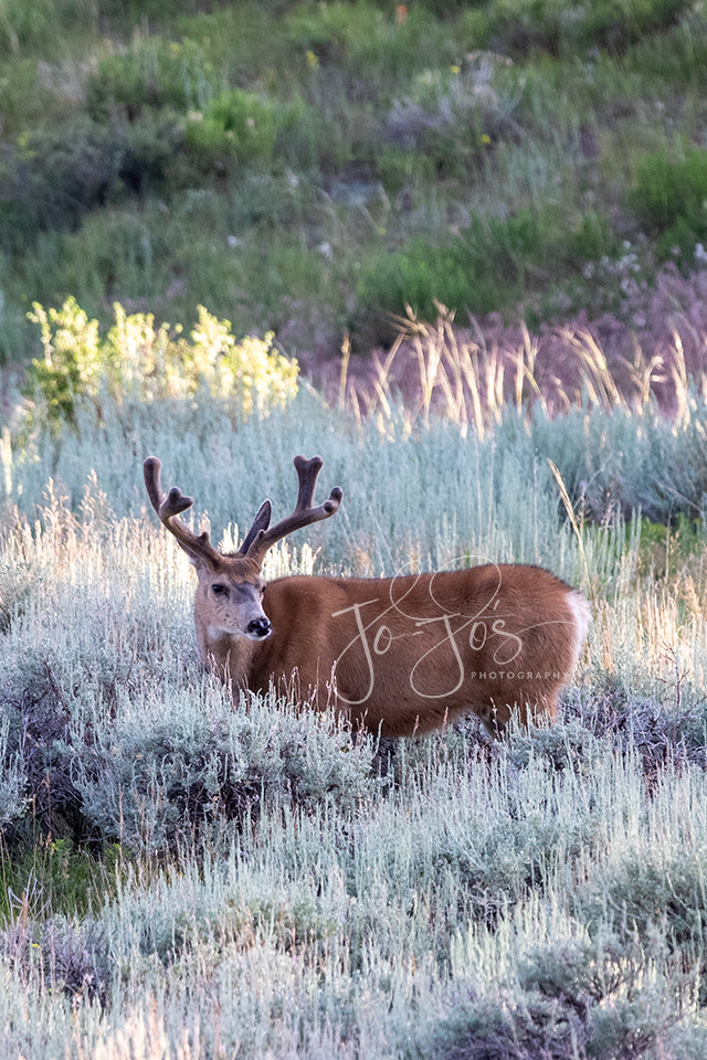 CO Velvet Deer Branded.png