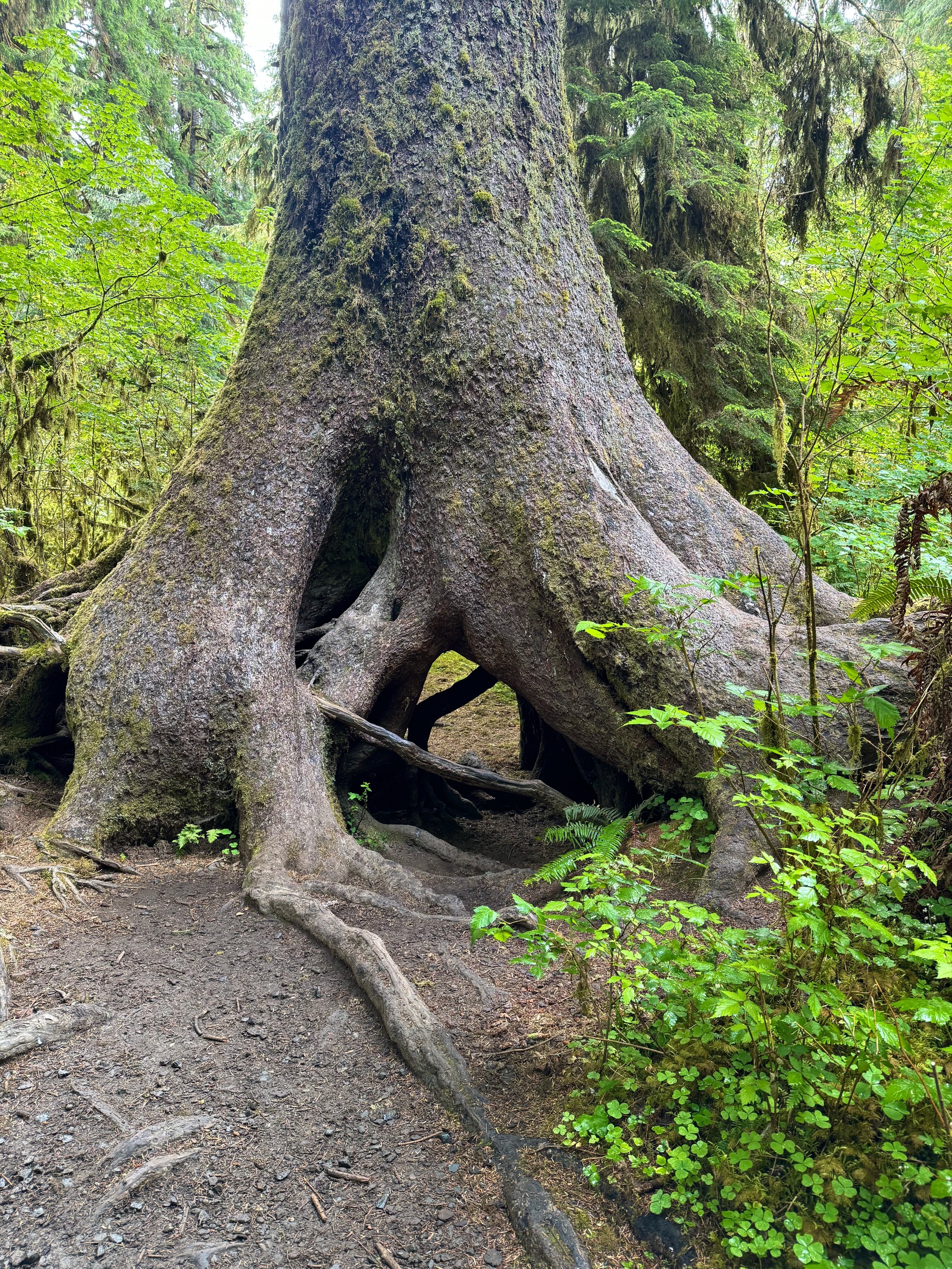 Check out this giant tree trunk - Hoh Rainforest - Olympic NP - Washington State