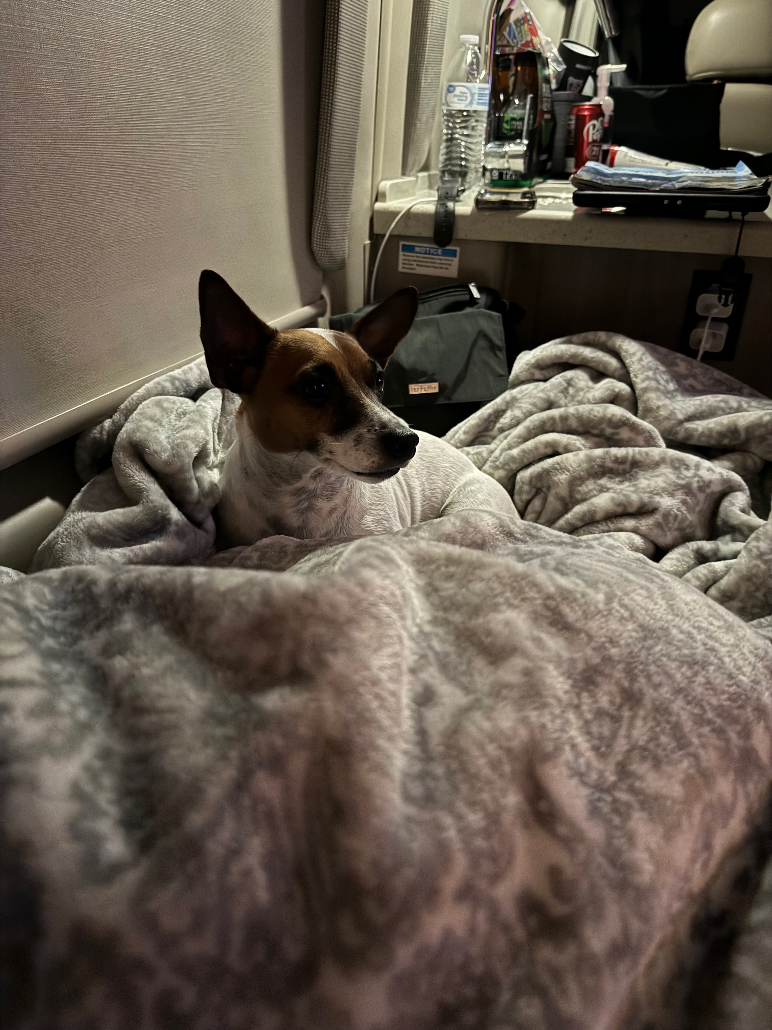 Tired #travelingscout chilling in the van at the Olympic Peninsula Port Angeles KOA