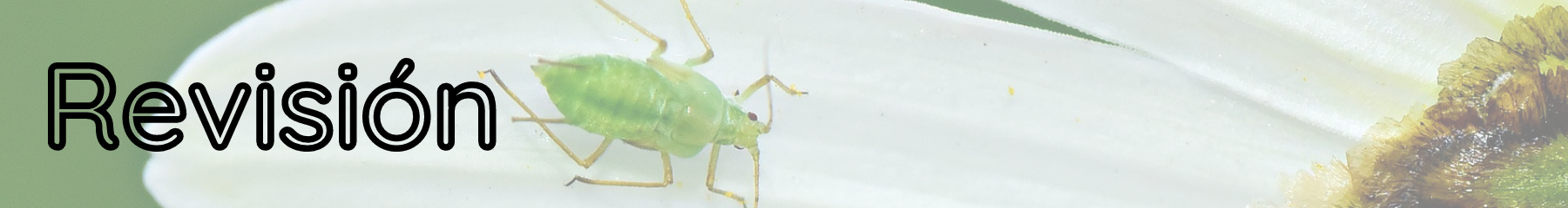 Copia de Quitar hojas secas (4).png