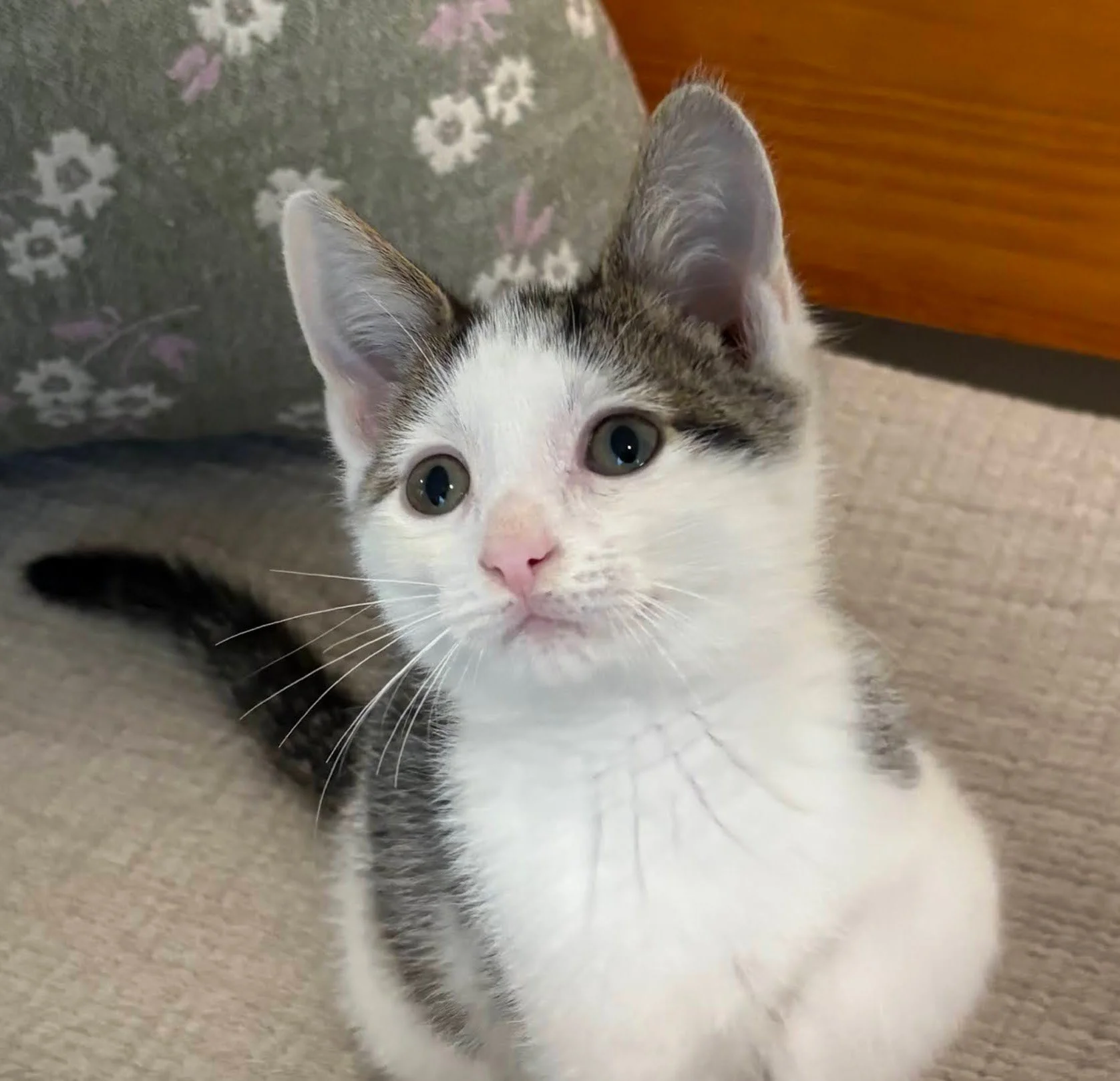Simon - male