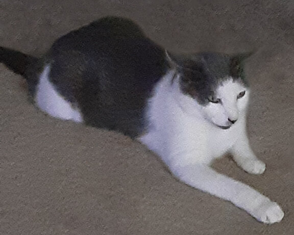 image.jpeg