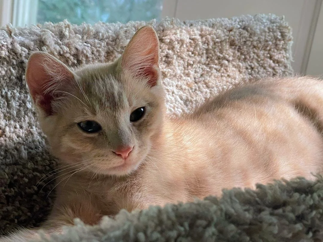 Milo and Oliver - males