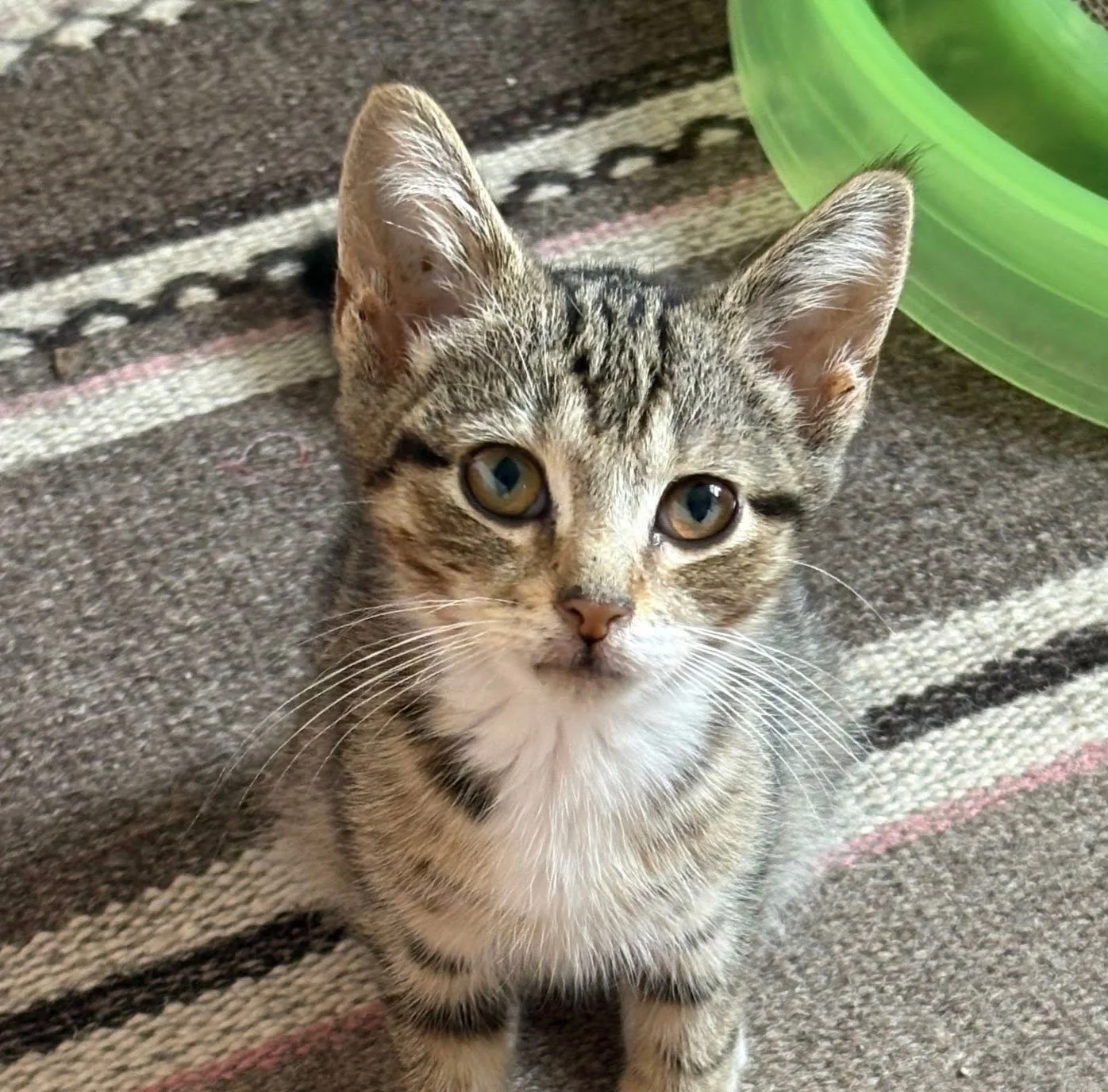 Cara - female ADOPTION PENDING!