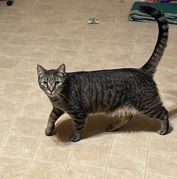 Comet - male