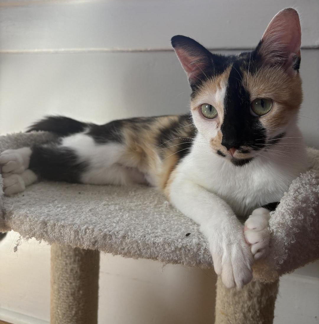 Emerald (Emmy) - female